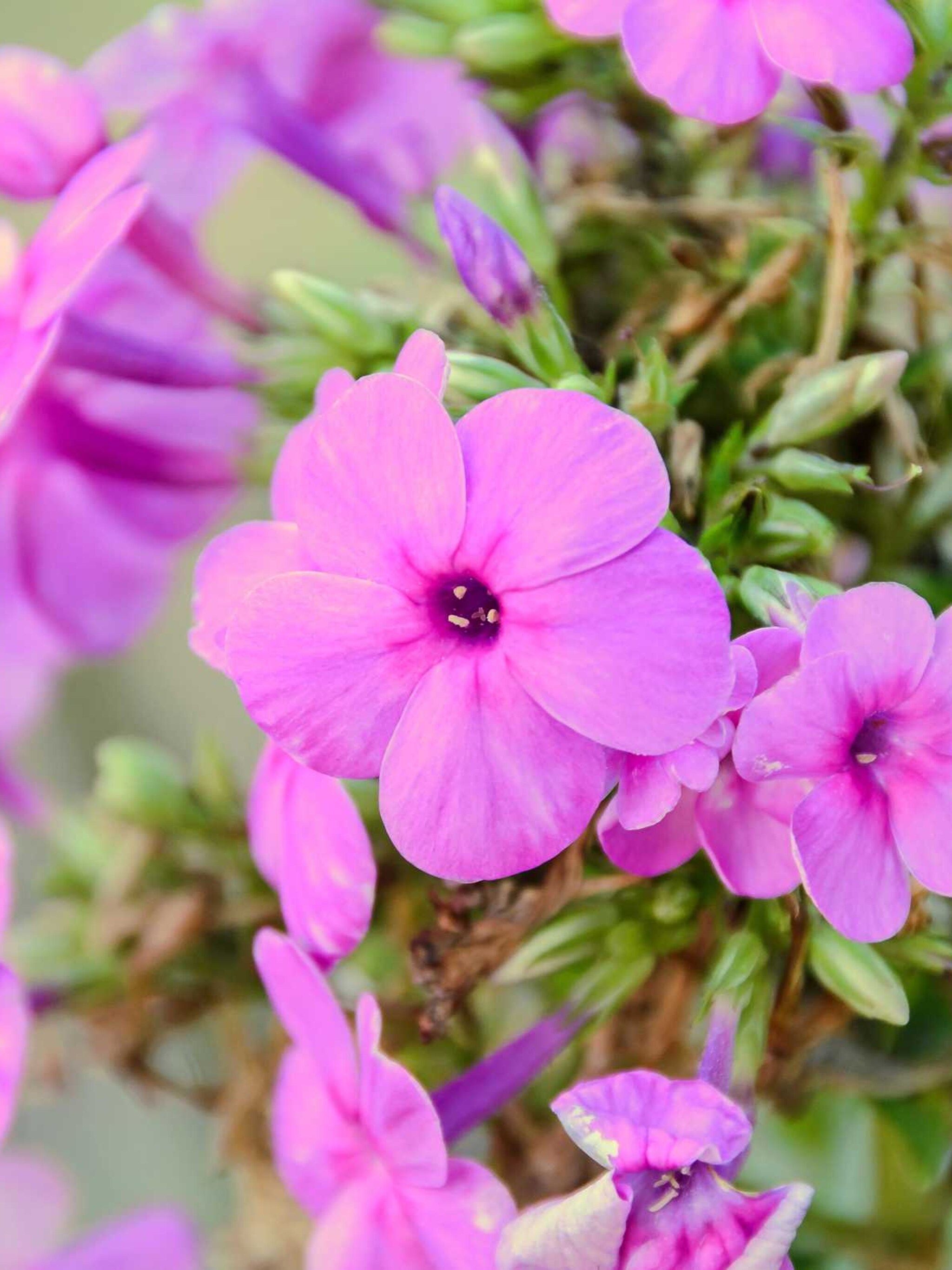kaukasische scheefkelk rosea
