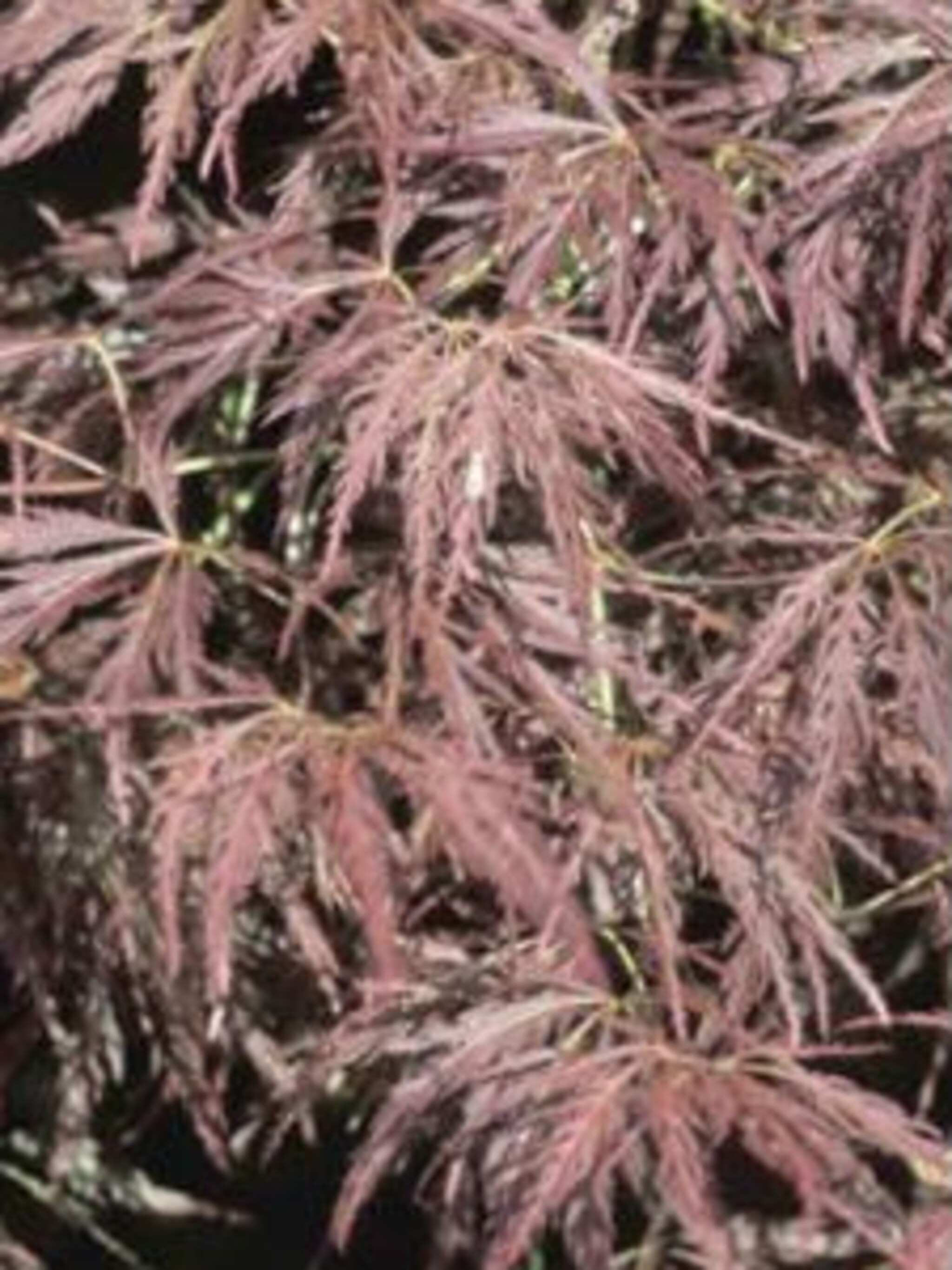 japanse esdoorn ornatum