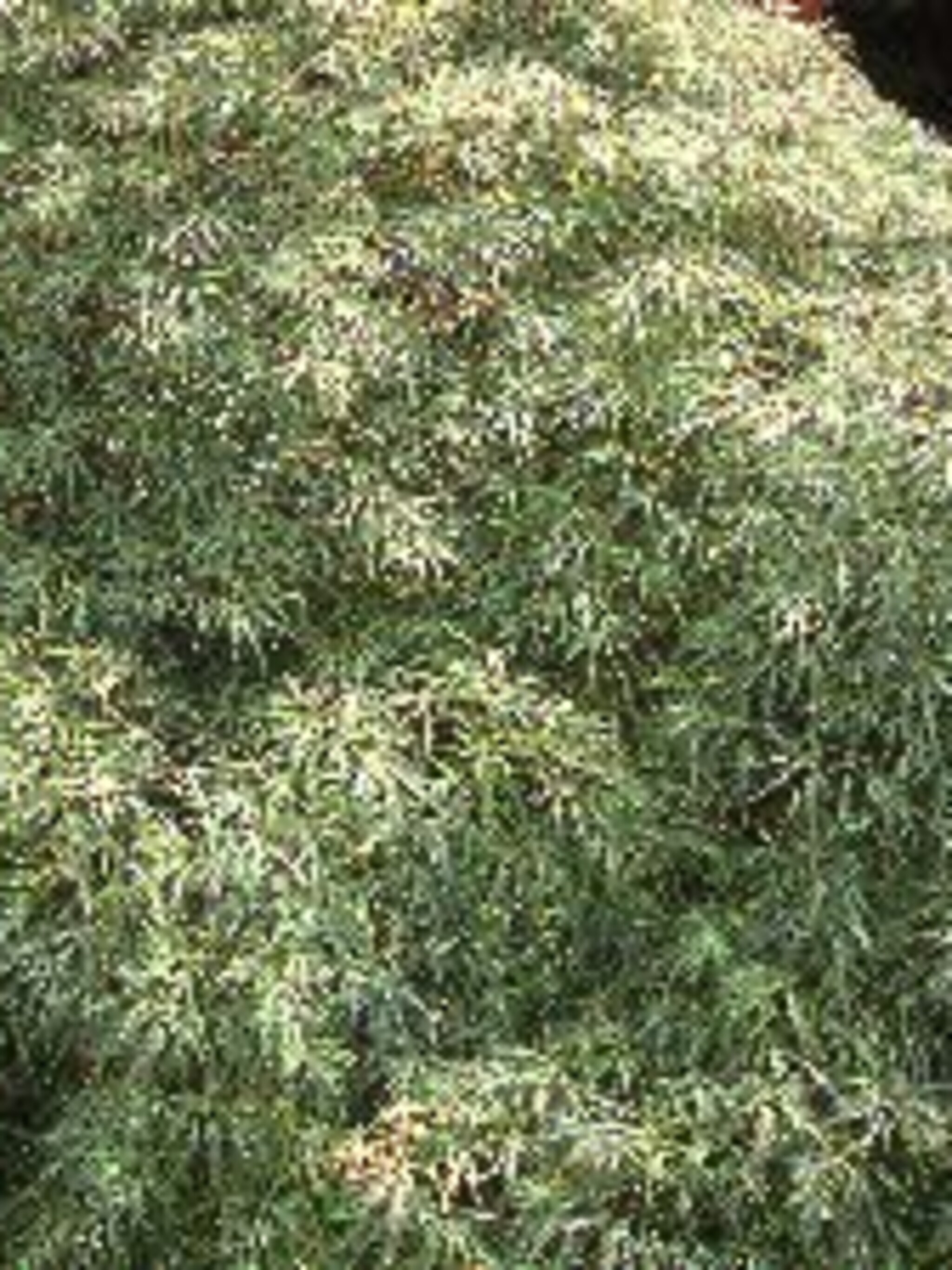 japanse esdoorn acer palmatum