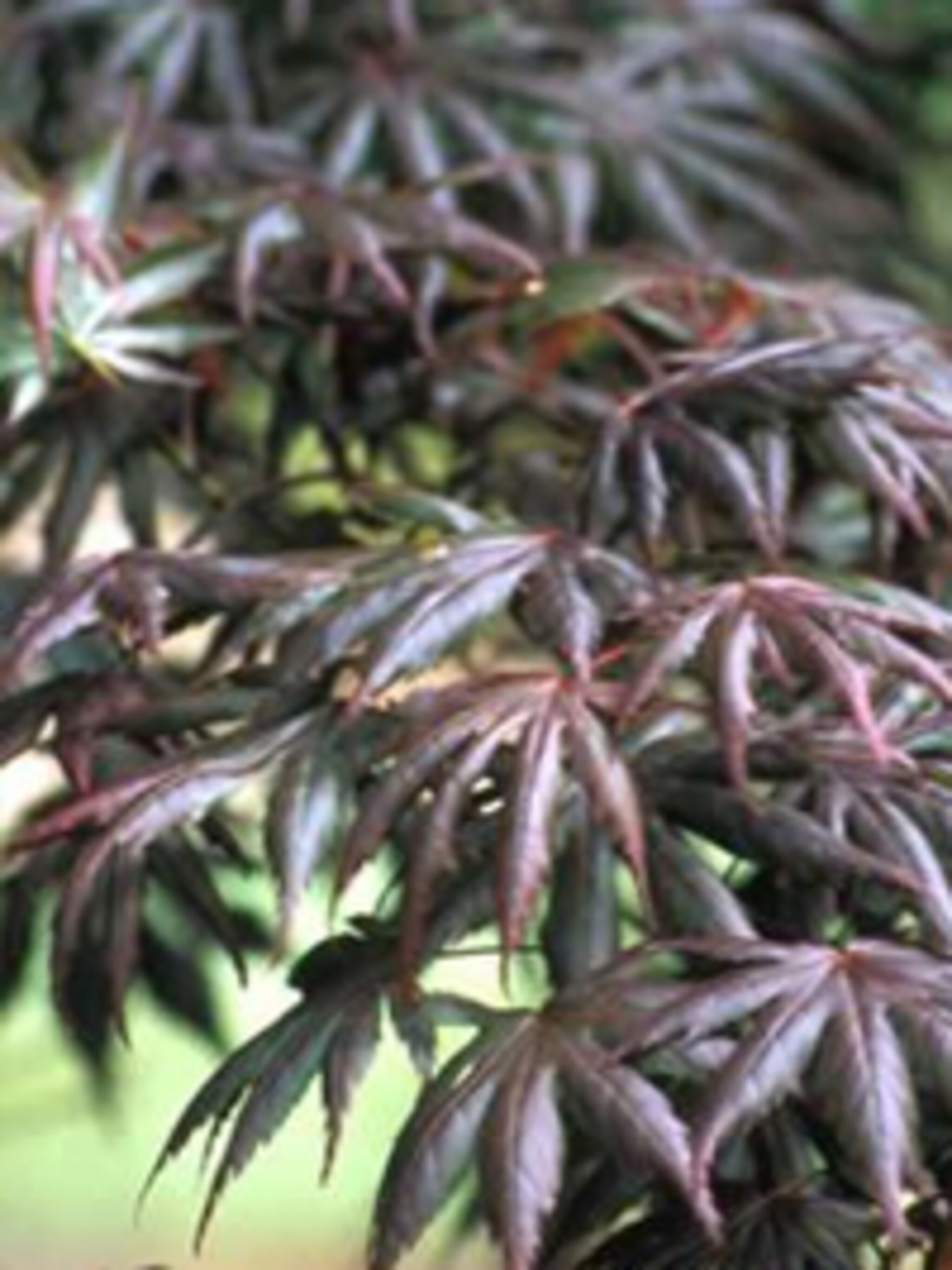 japanse esdoorn trompenburg