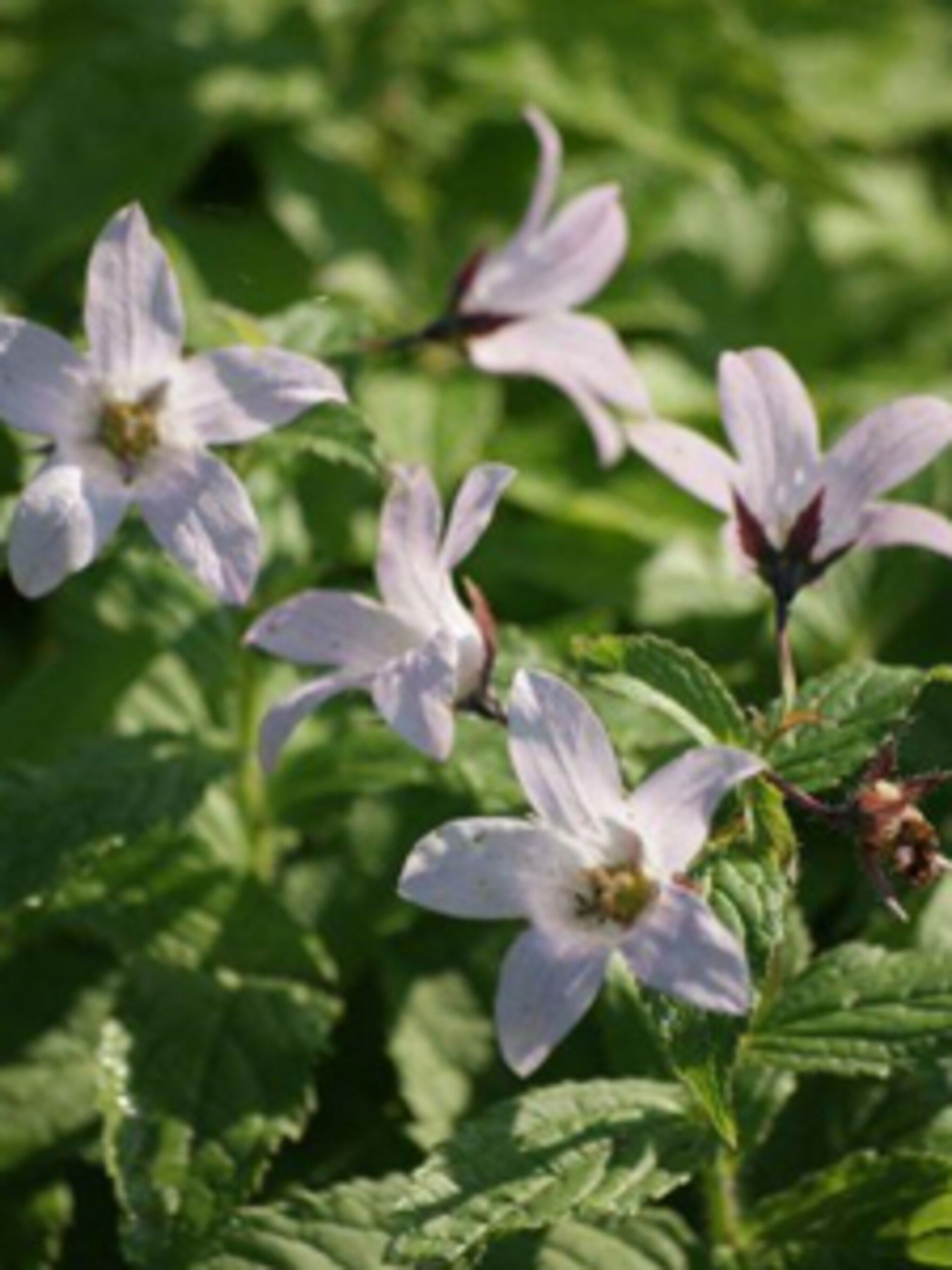 klokjesbloem loddon anna