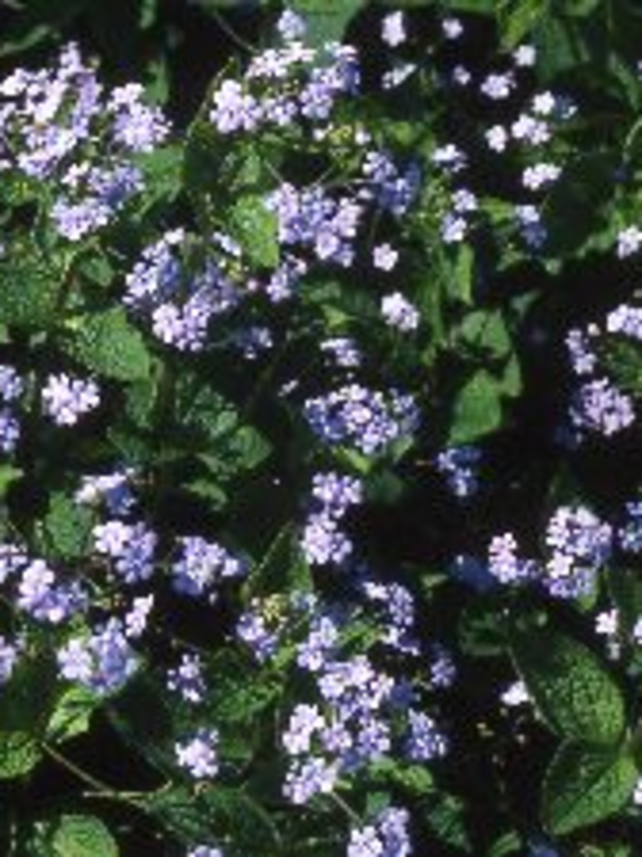kaukasische vergeet mij niet brunnera macrophylla