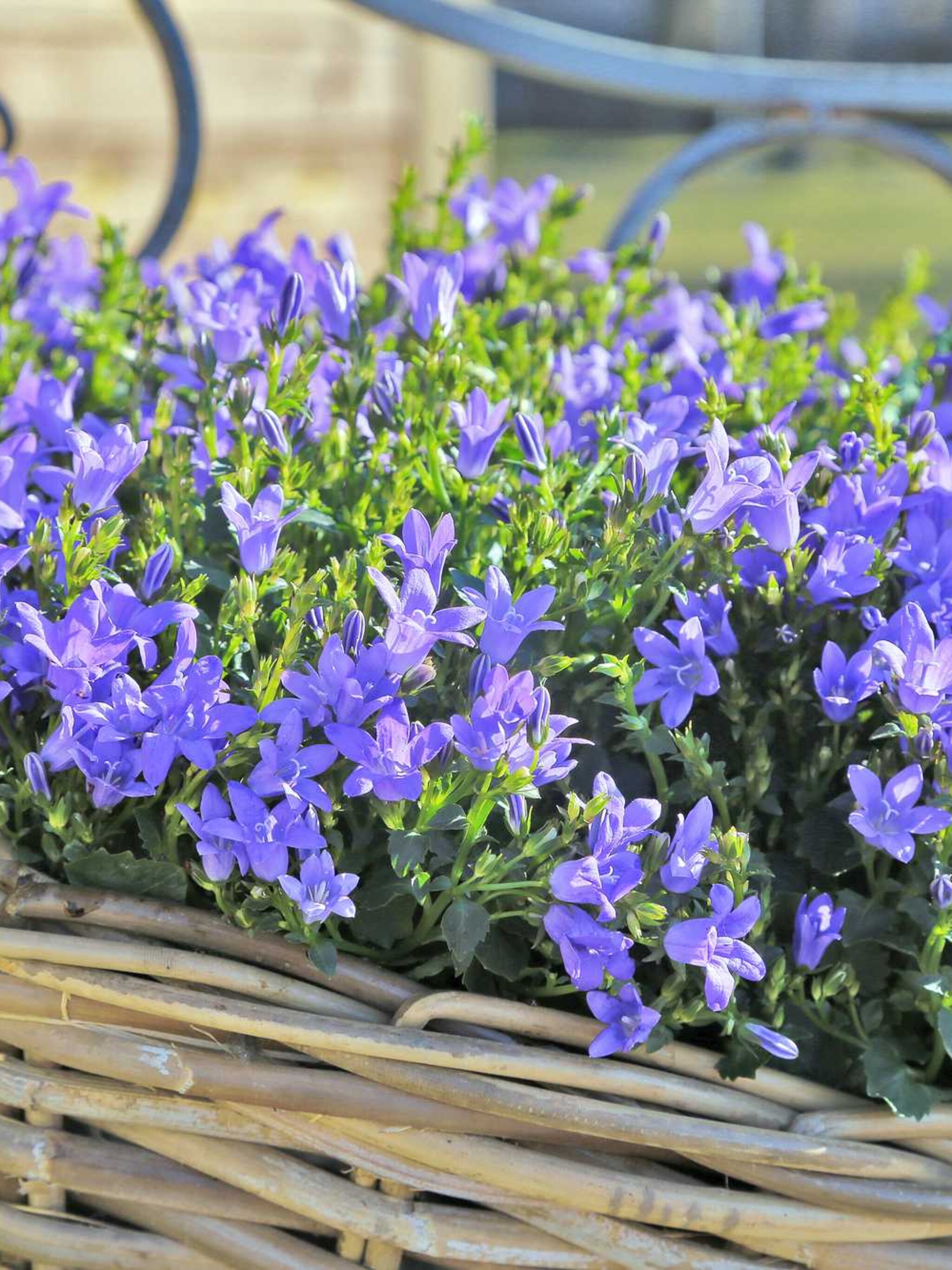 klokjesbloem dickson s gold
