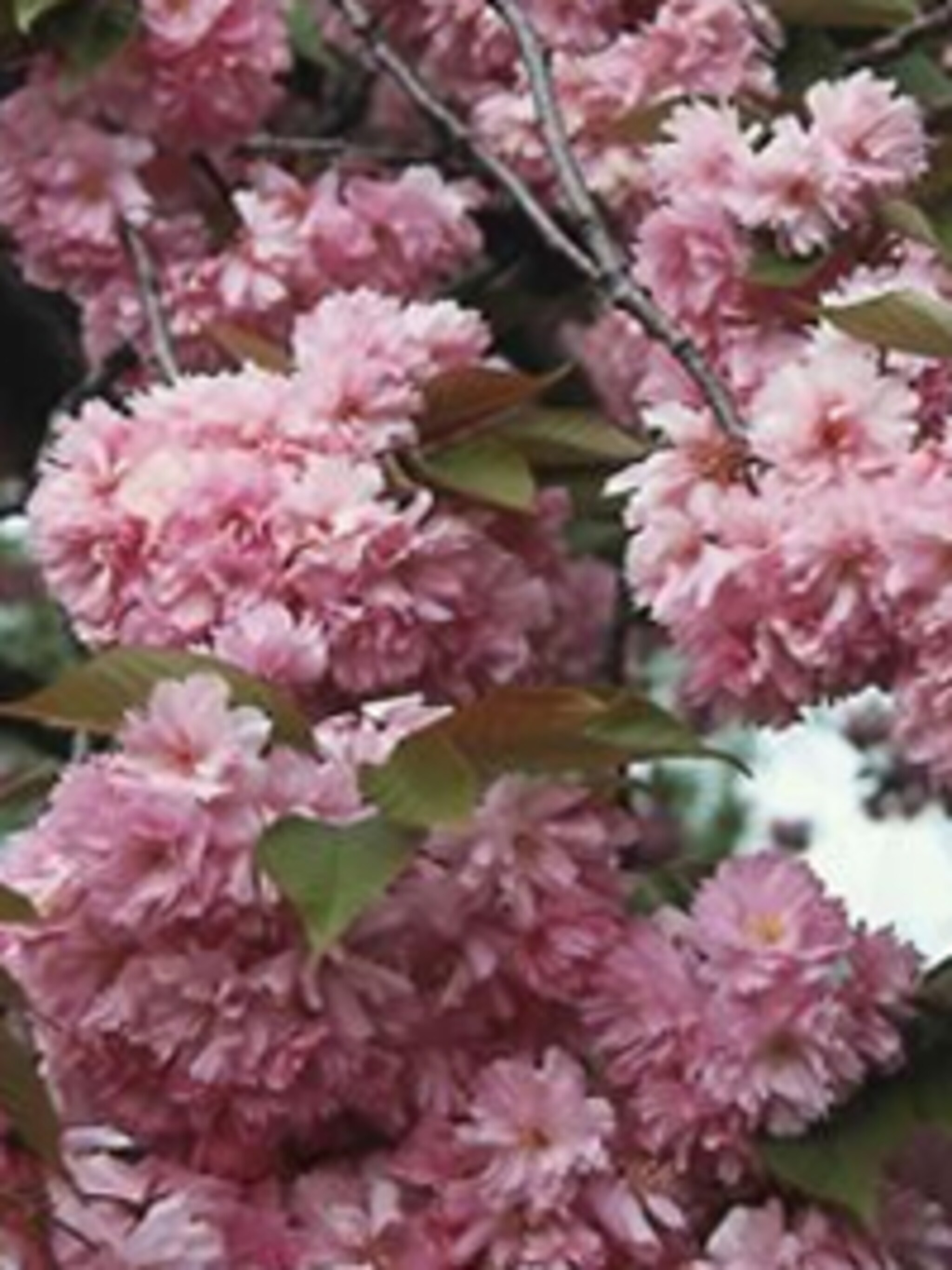 japanse sierkers prunus serrulata