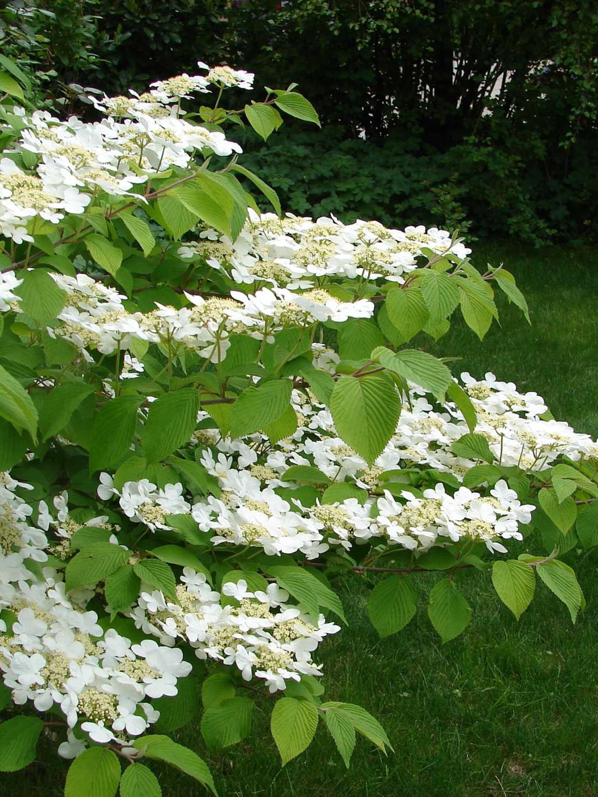 japanse sneeuwbal viburnum plicatum