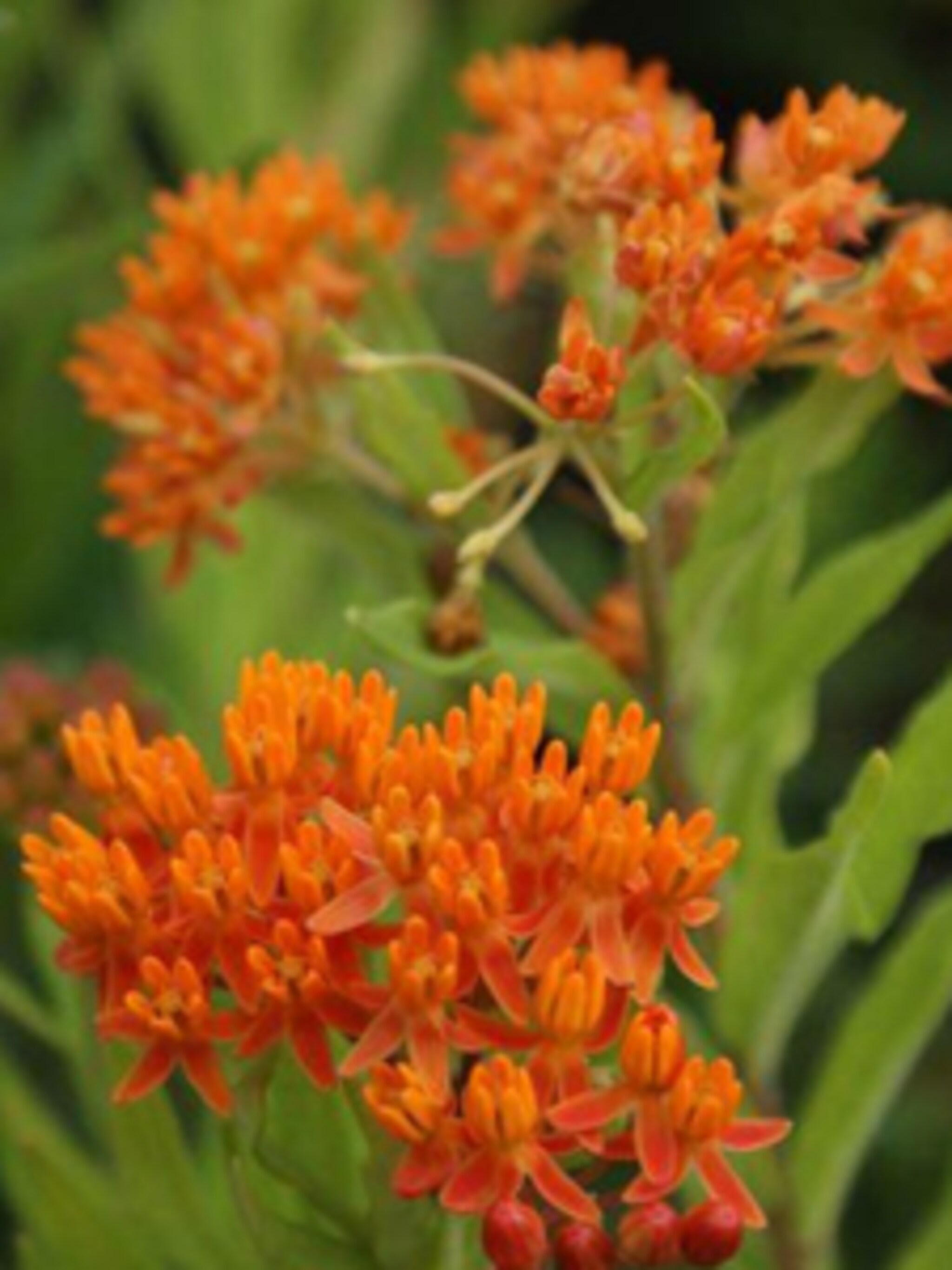 zijdeplant