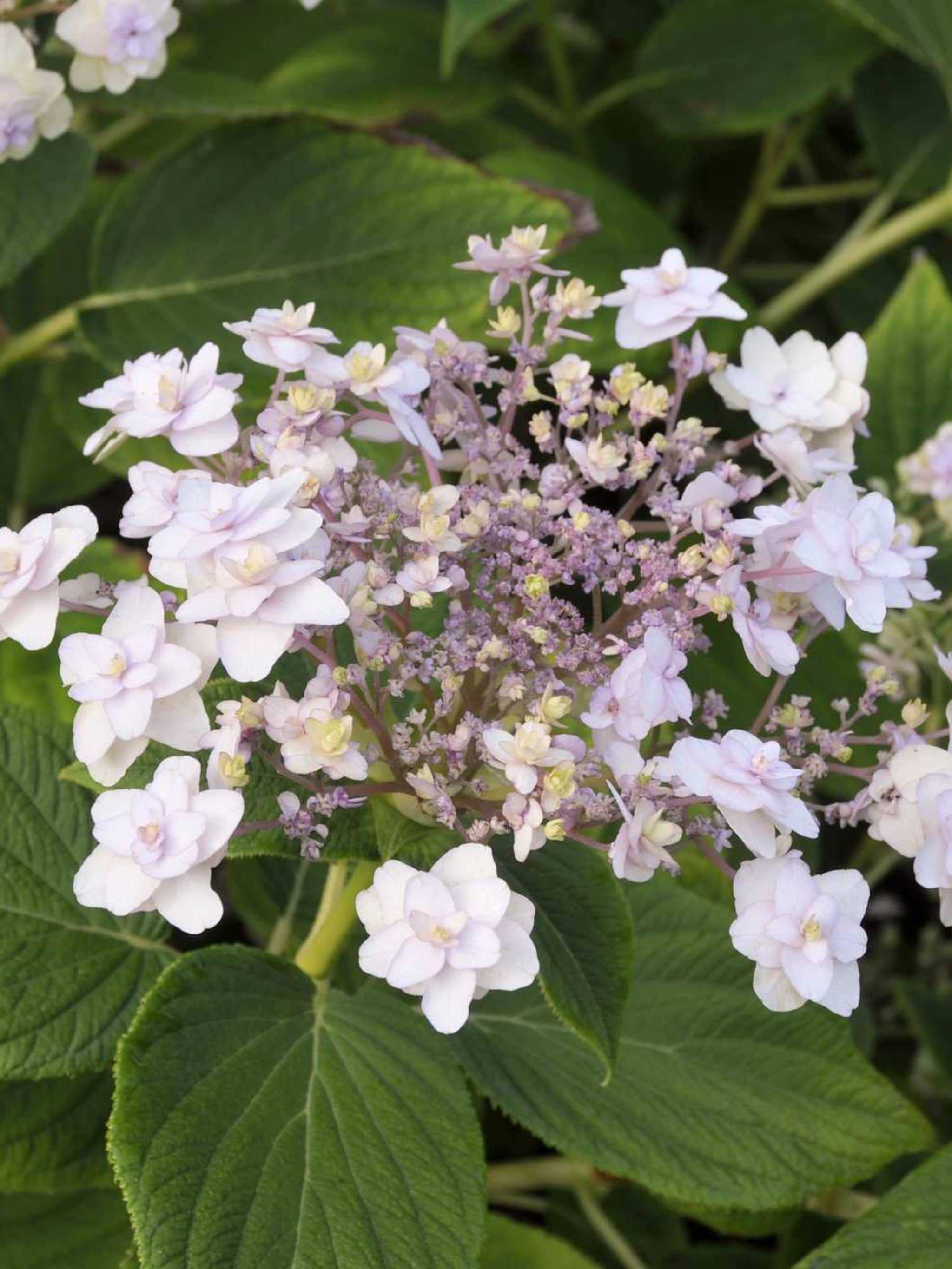 klimhortensia hydrangea involucrata