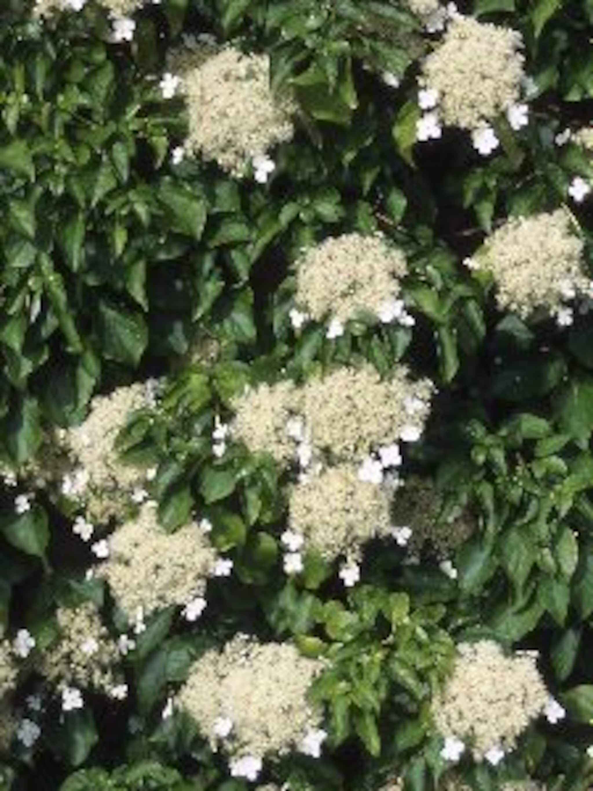 klimhortensia hydrangea anomala var petiolaris