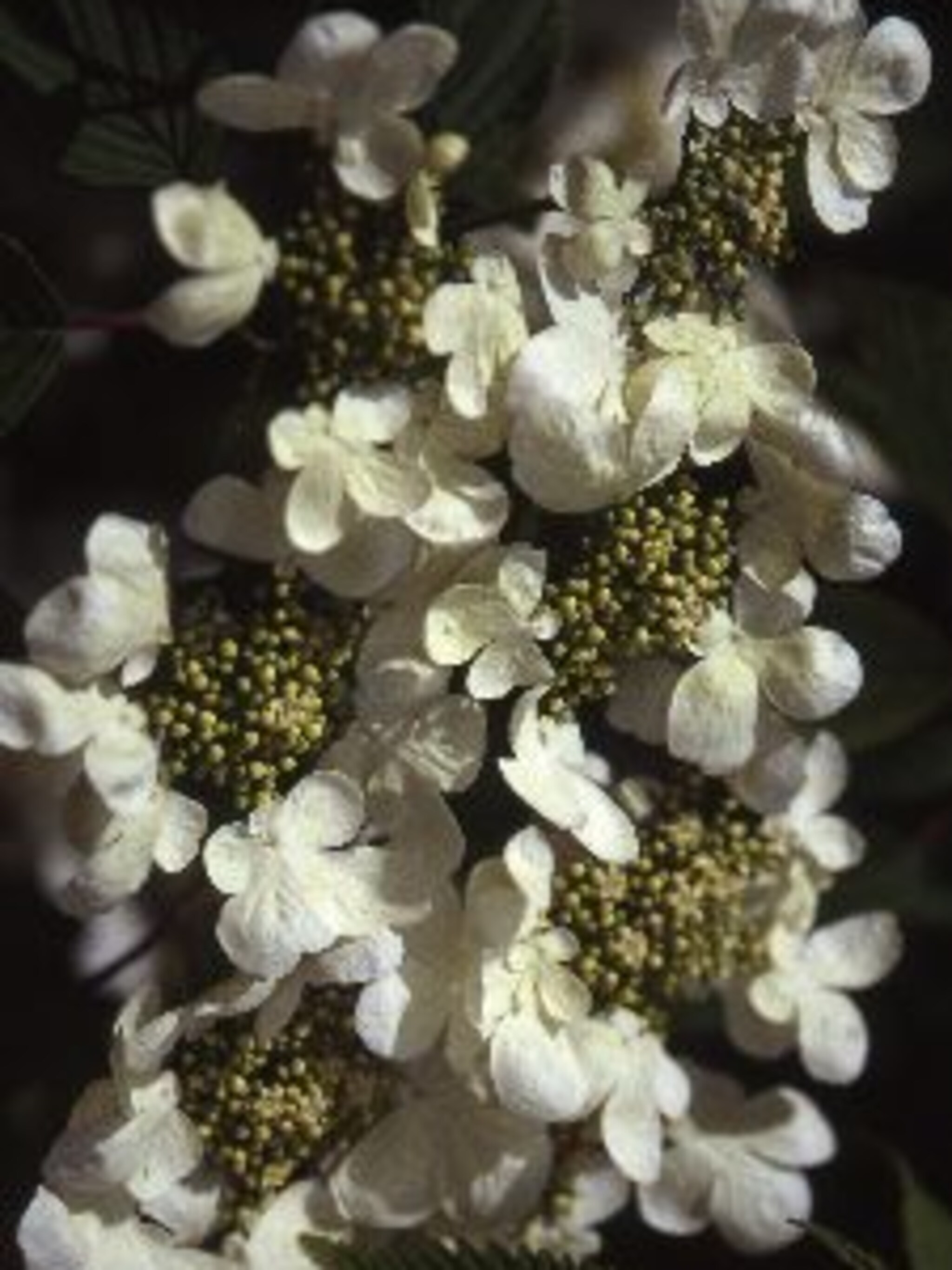 japanse sneeuwbal mariesii