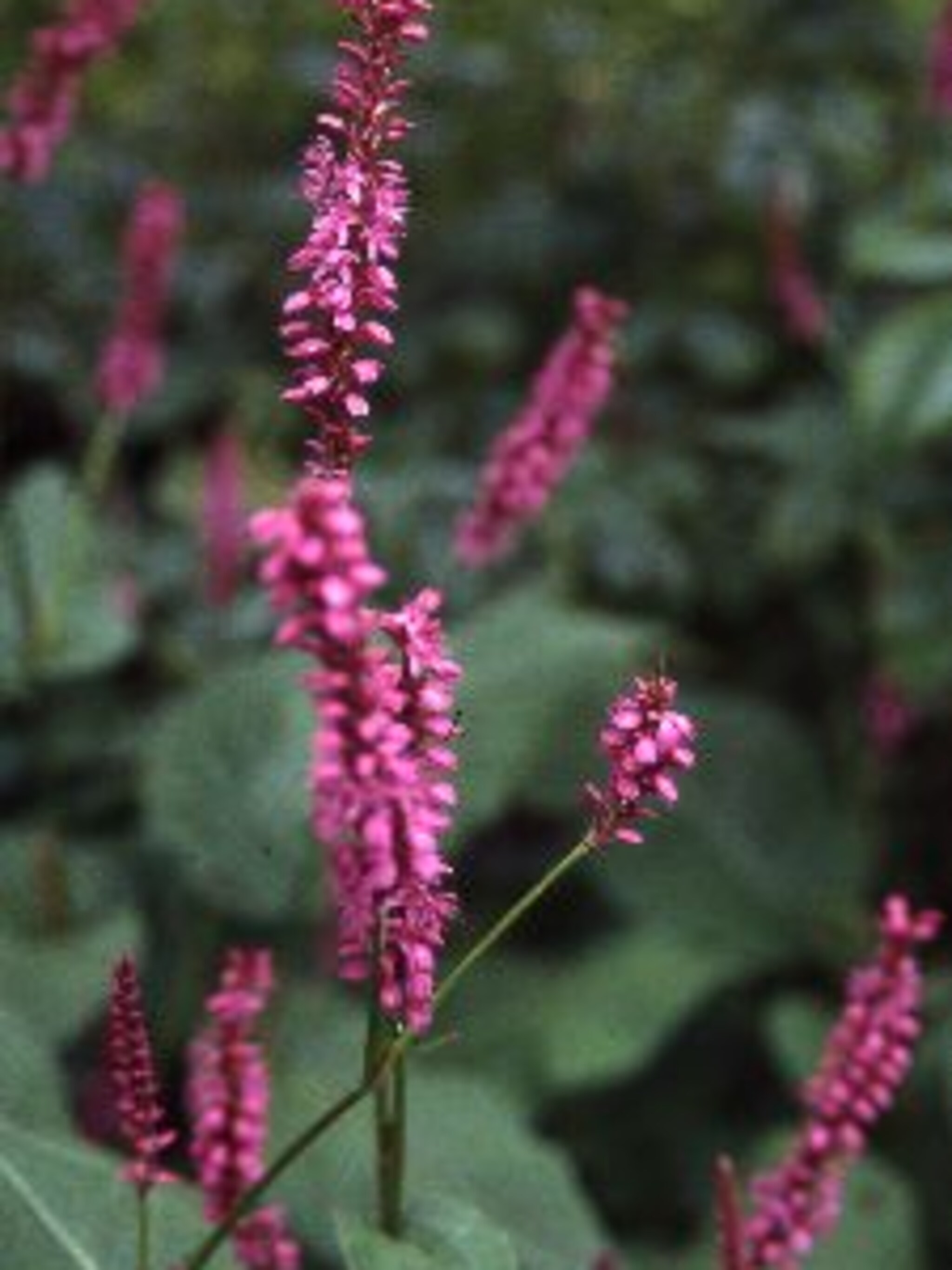 duizendknoop speciosa