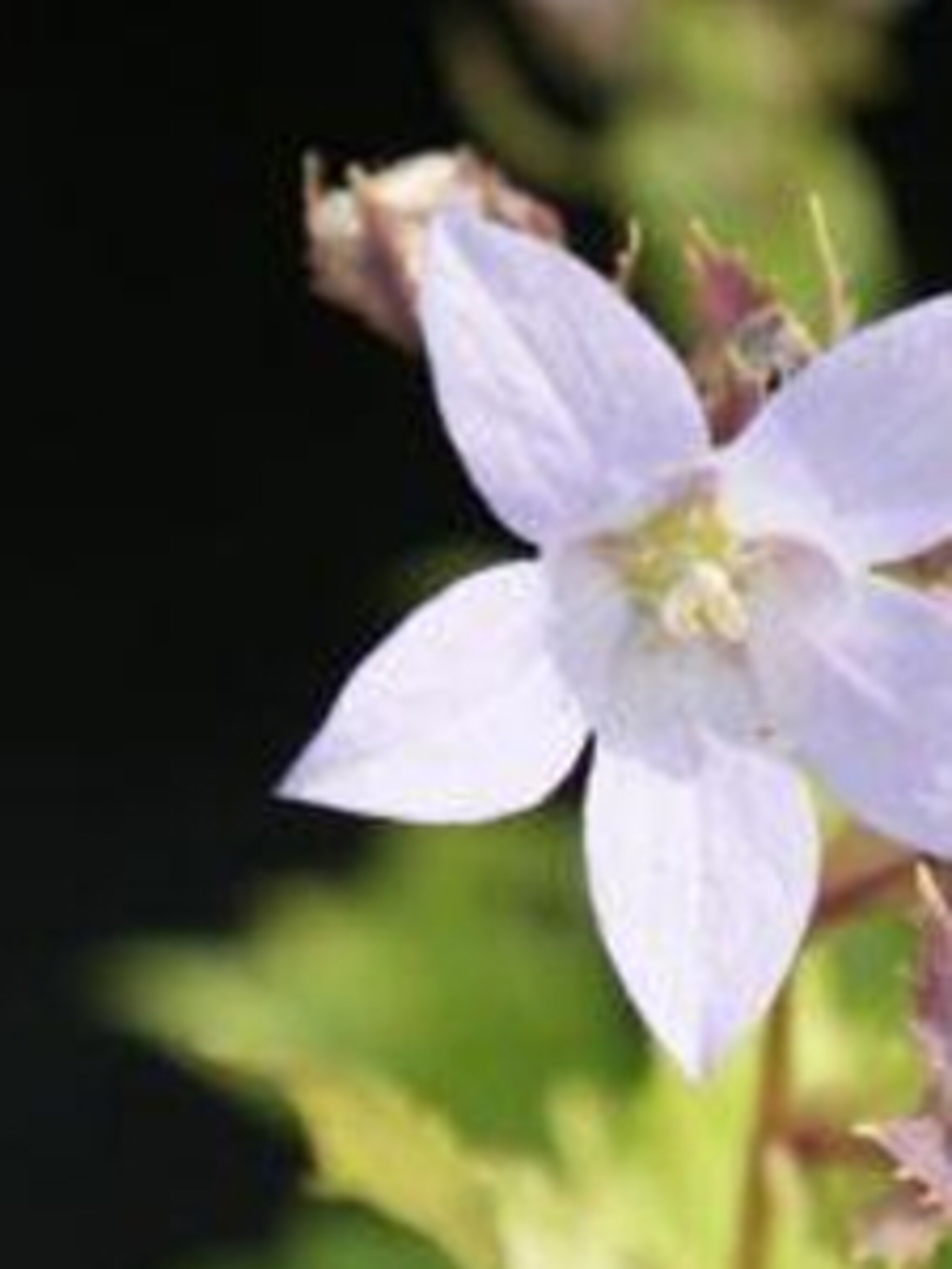 klokjesbloem campanula lactiflora