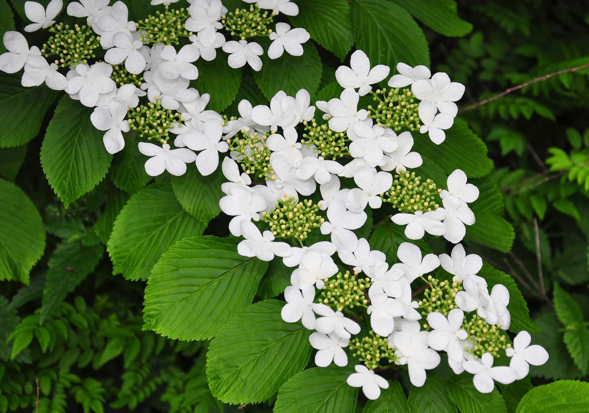 beeld vtwonen Shutterstock / Robert Biedermann