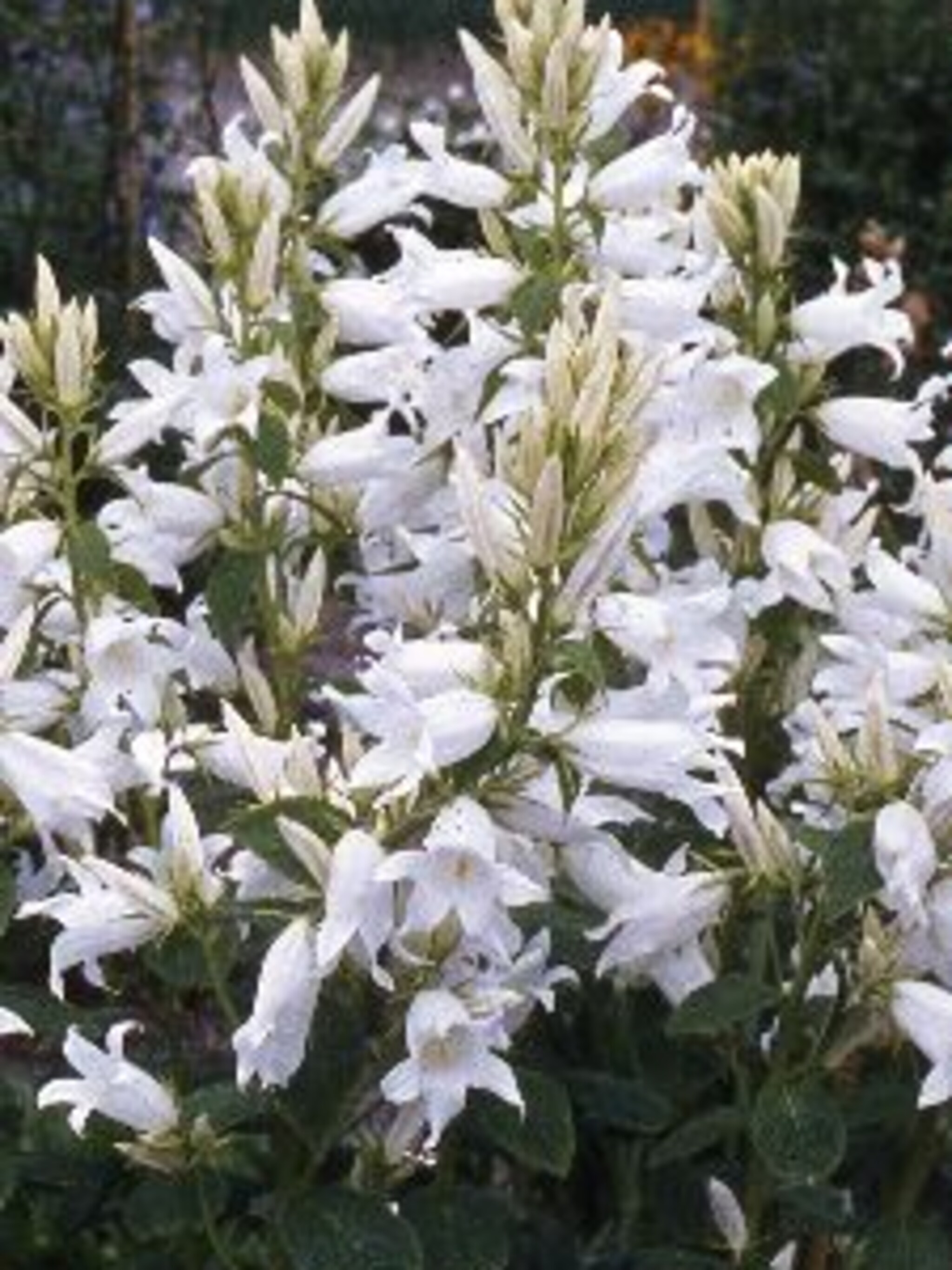 klokjesbloem alba