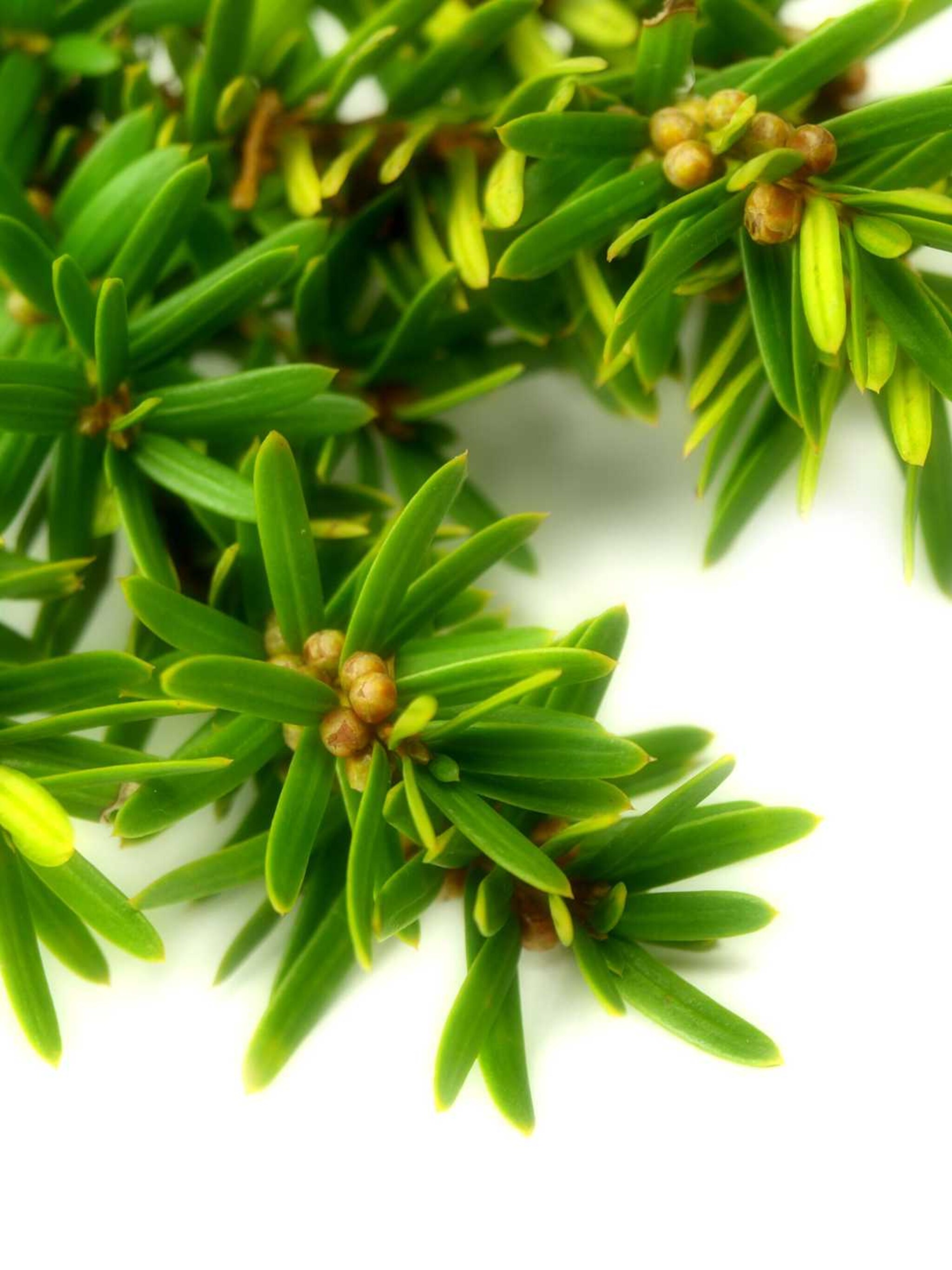 japanse taxus nana