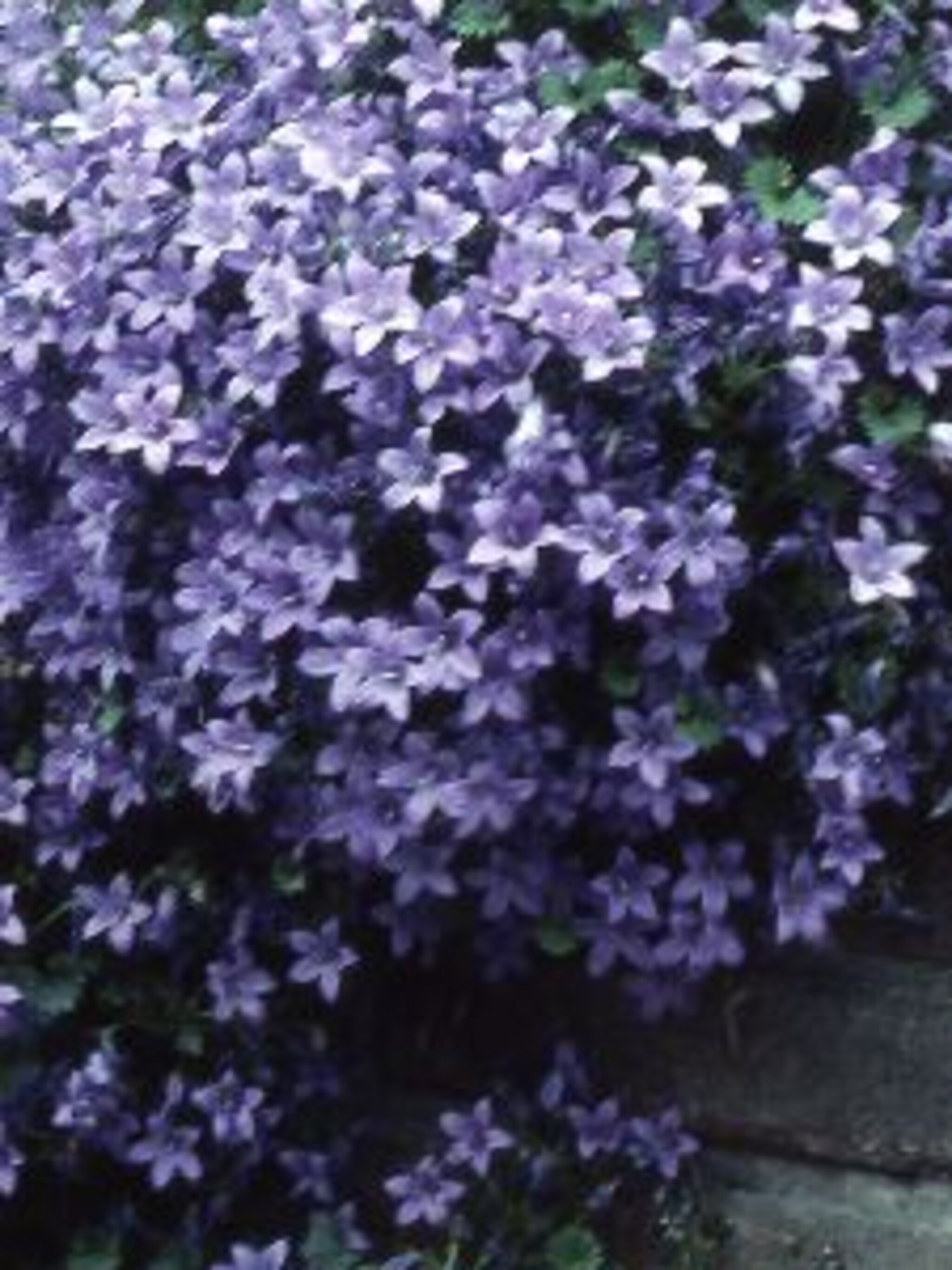 klokjesbloem resholt variety