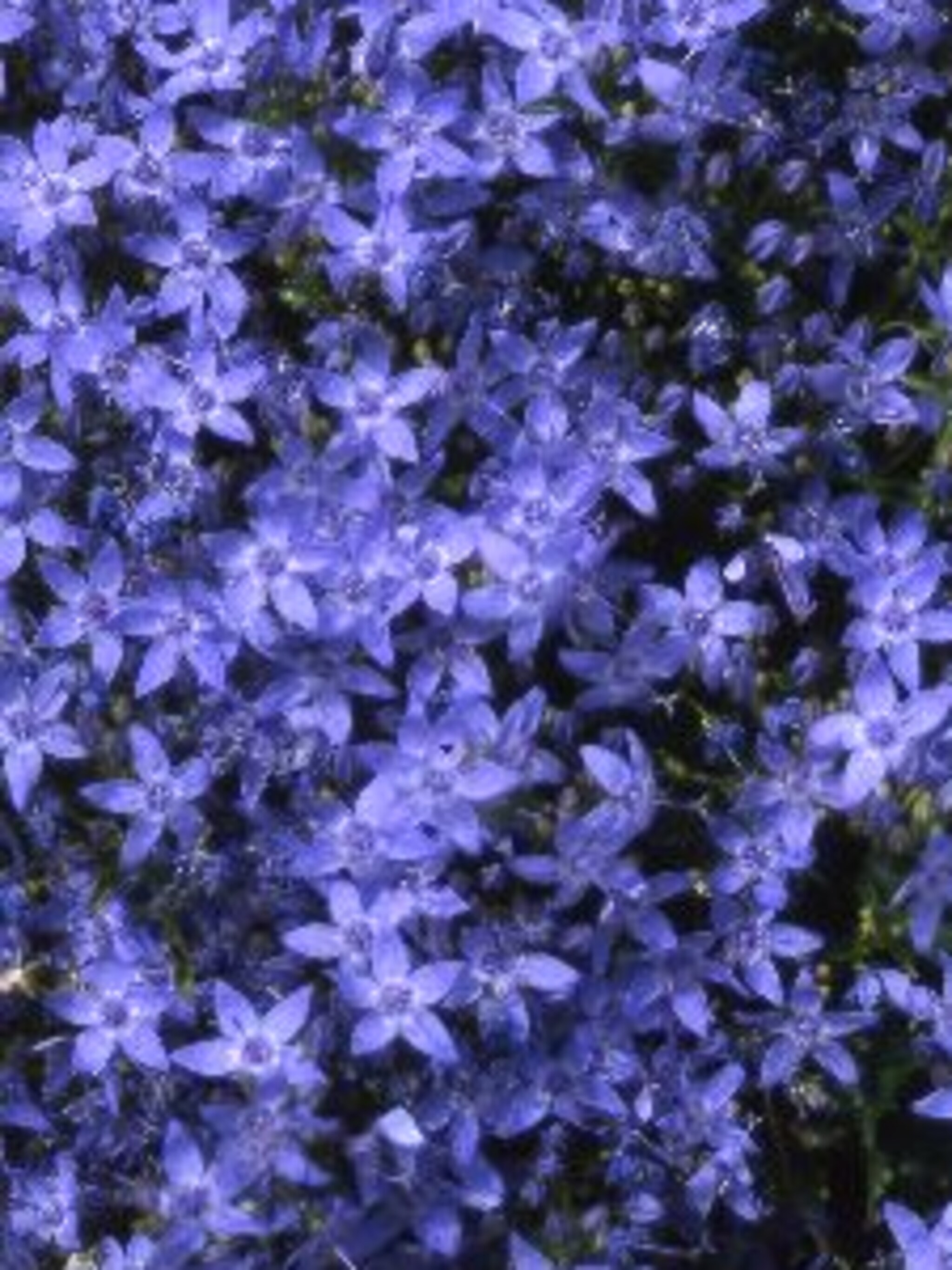 klokjesbloem campanula garganica