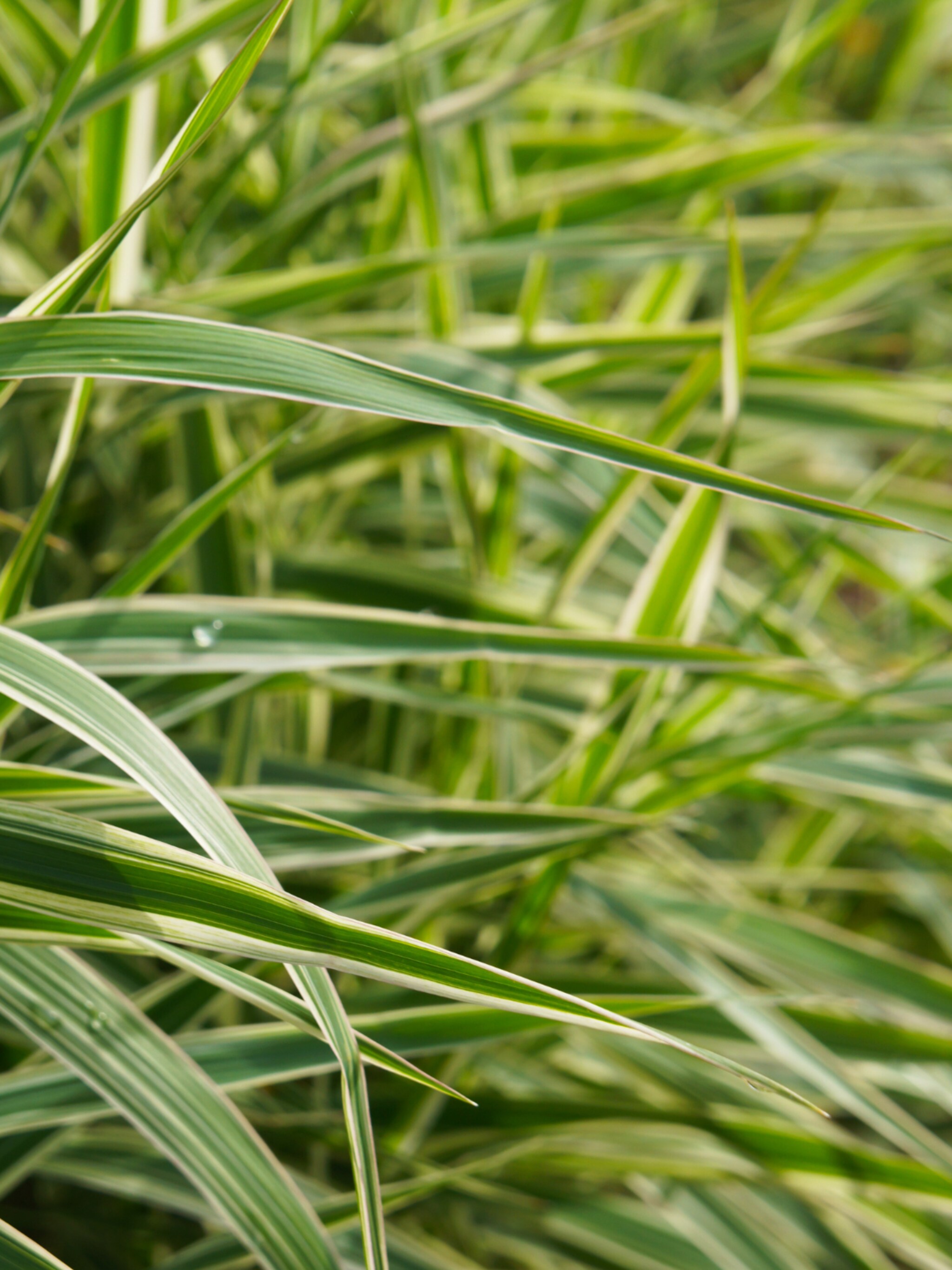 japanse zegge variegata