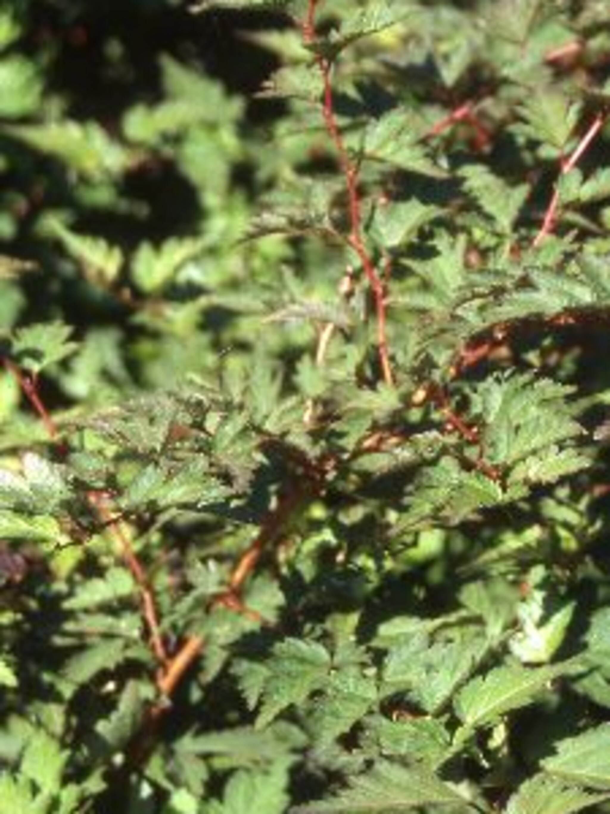 kransspirea