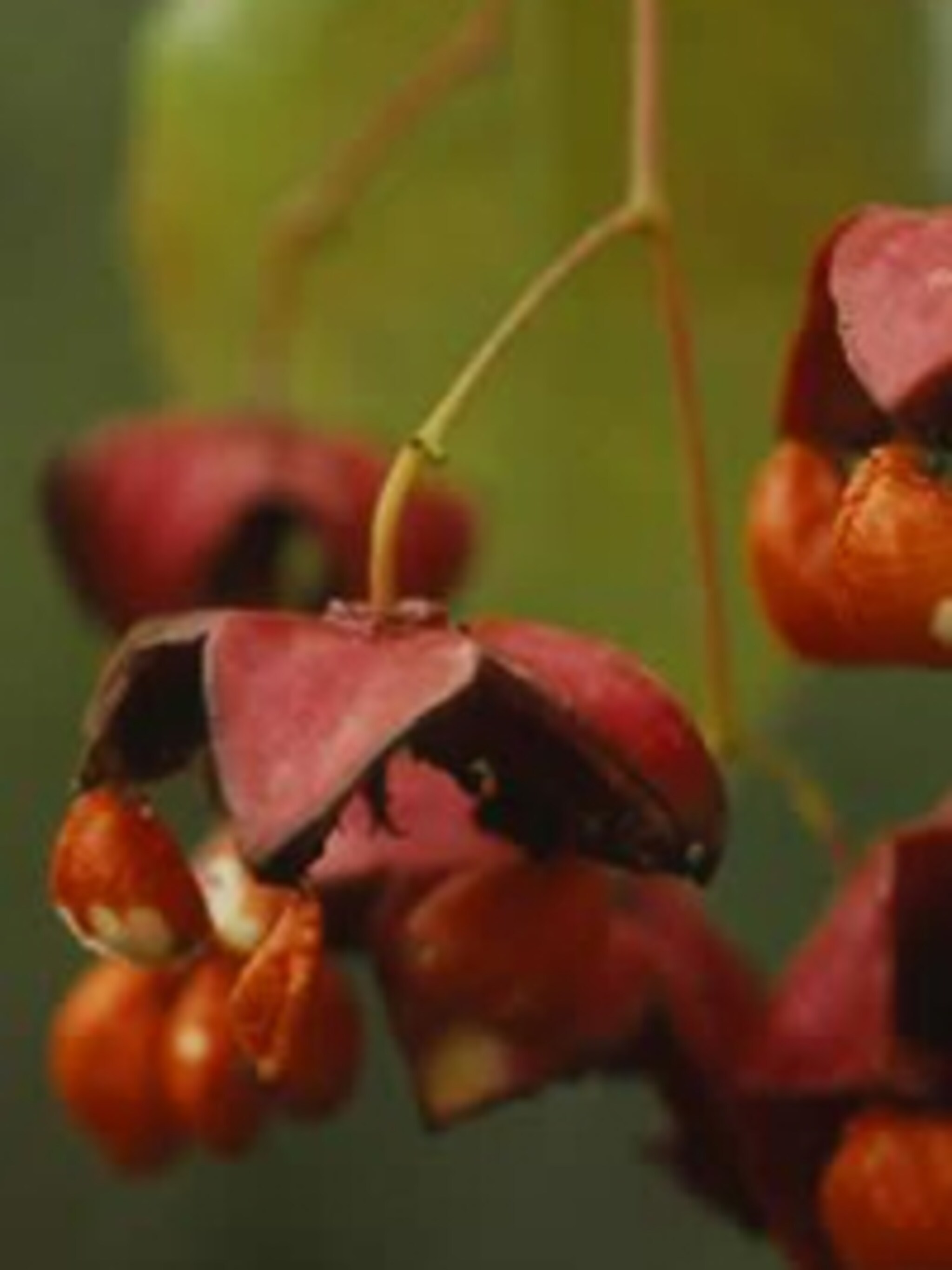 kardinaalshoed euonymus europaeus