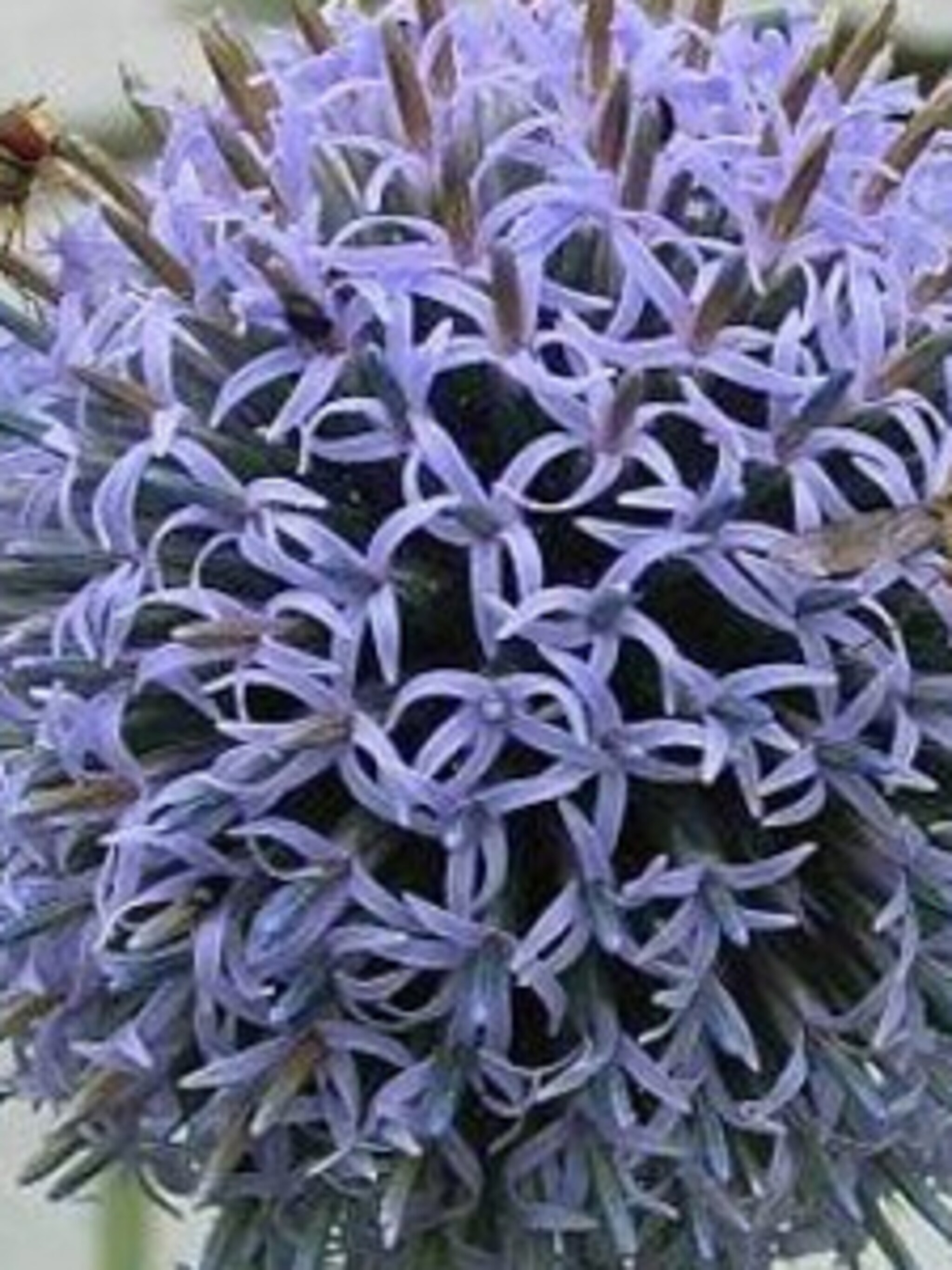 kogeldistel echinops bannaticus