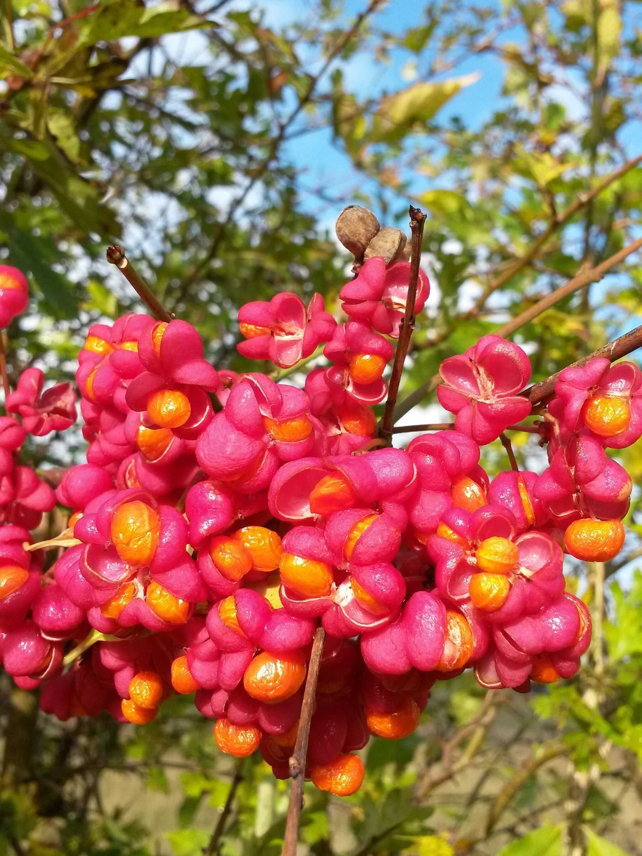 kardinaalshoed red cascade