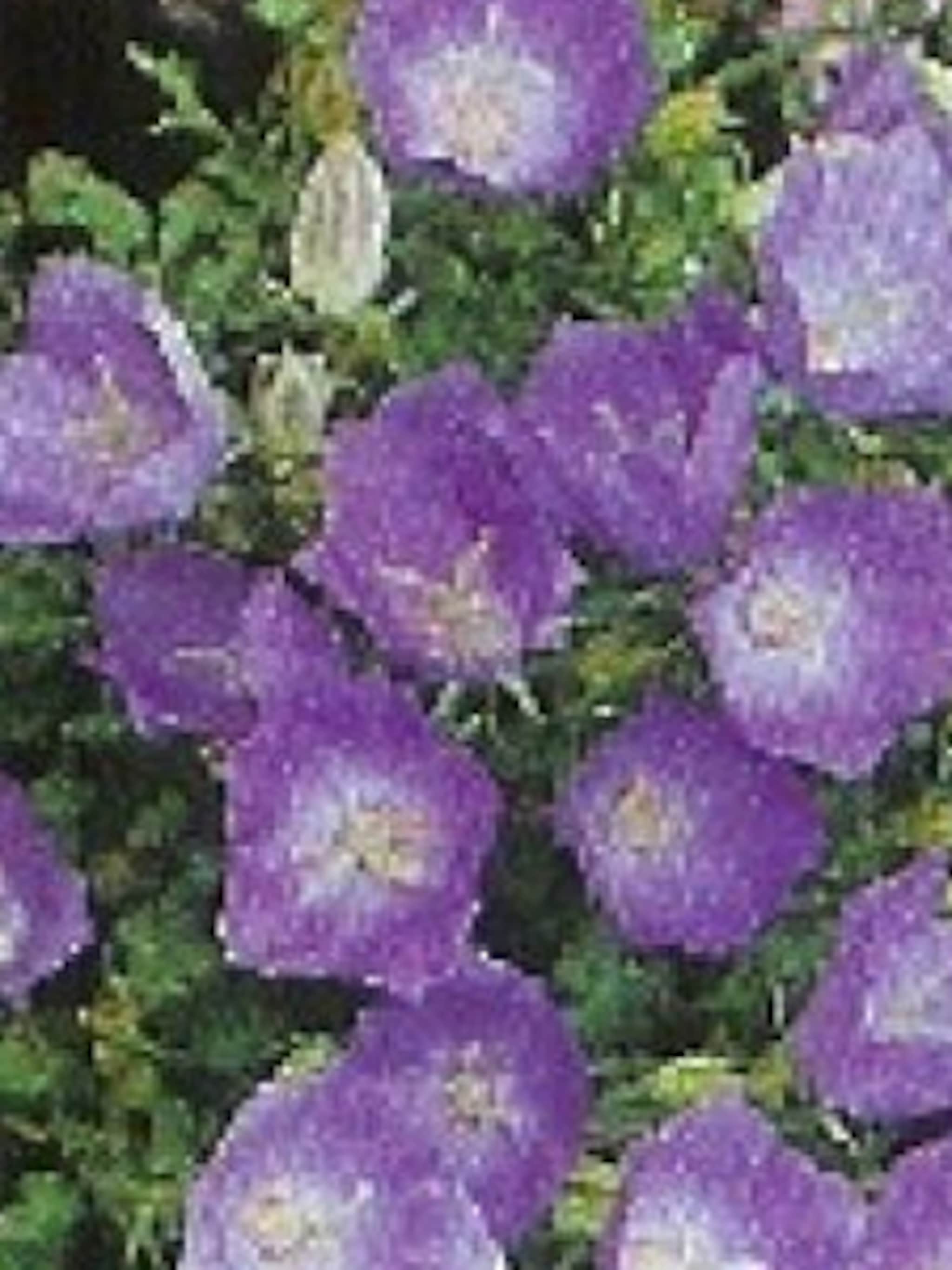 karpatenklokje blaue clips