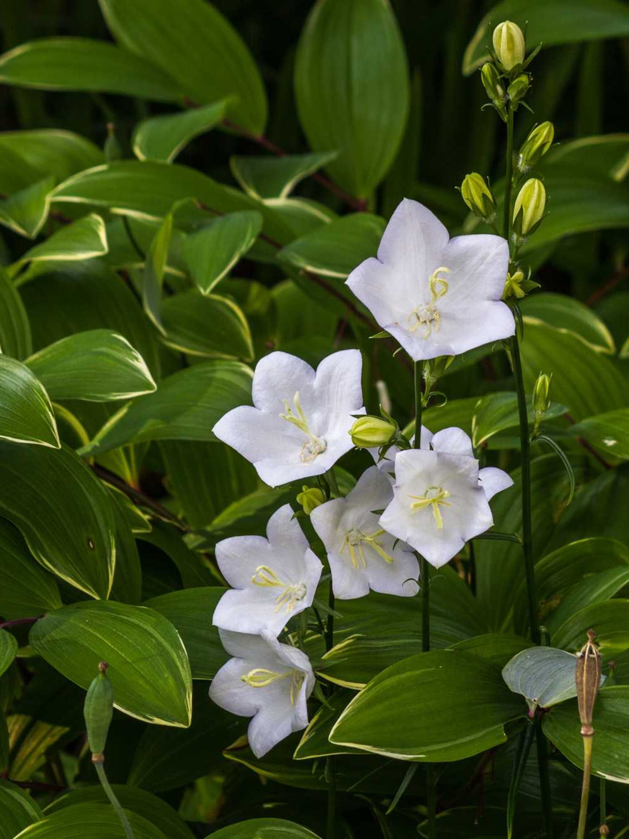 karpatenklokje campanula carpatica