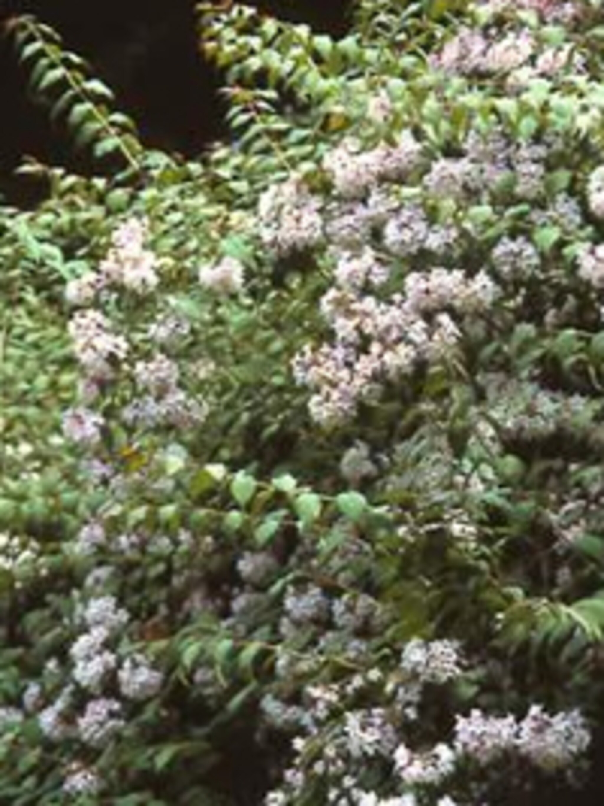 kolkwitzia kolkwitzia amabilis