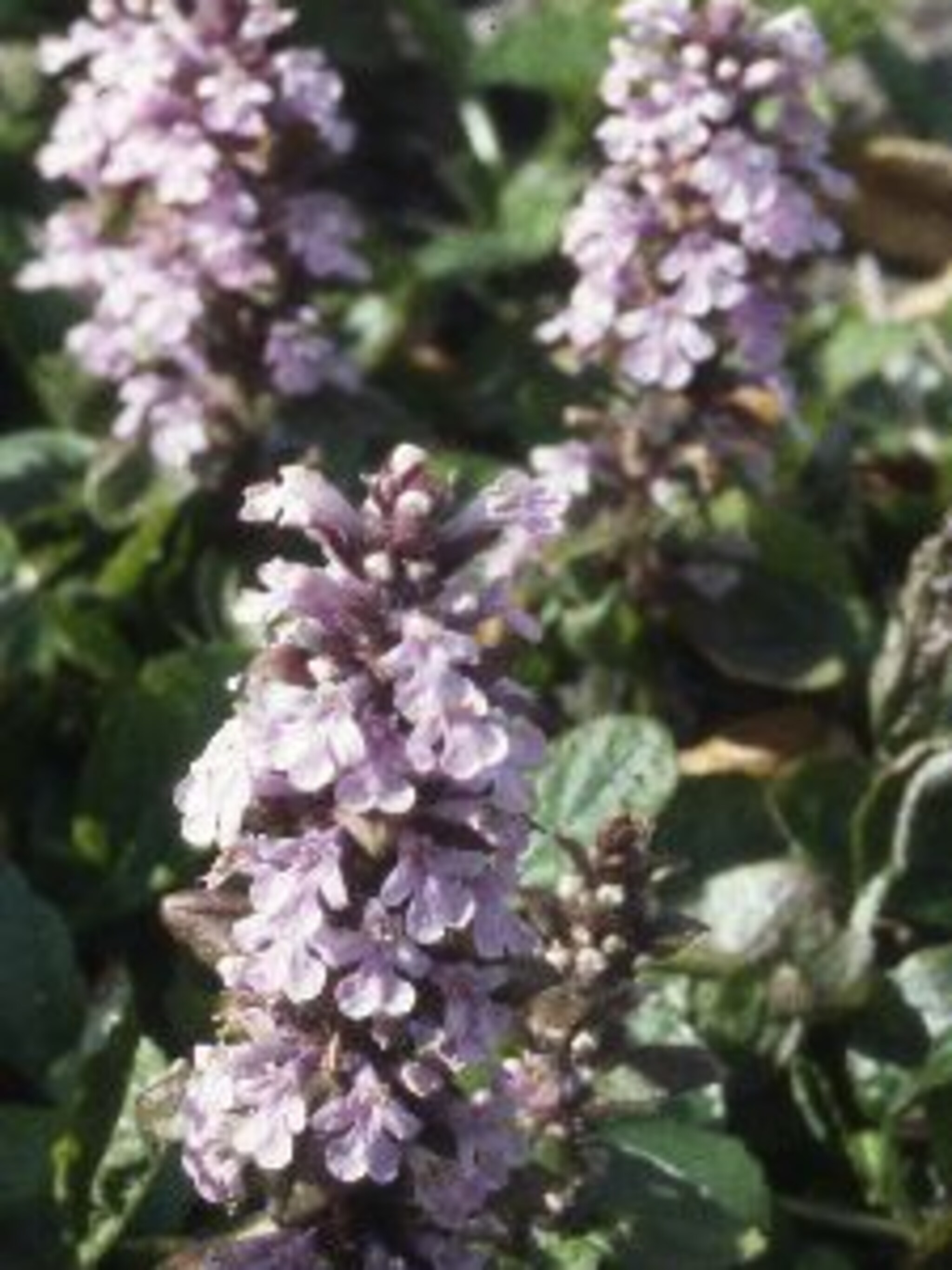 kruipend zenegroen ajuga reptans