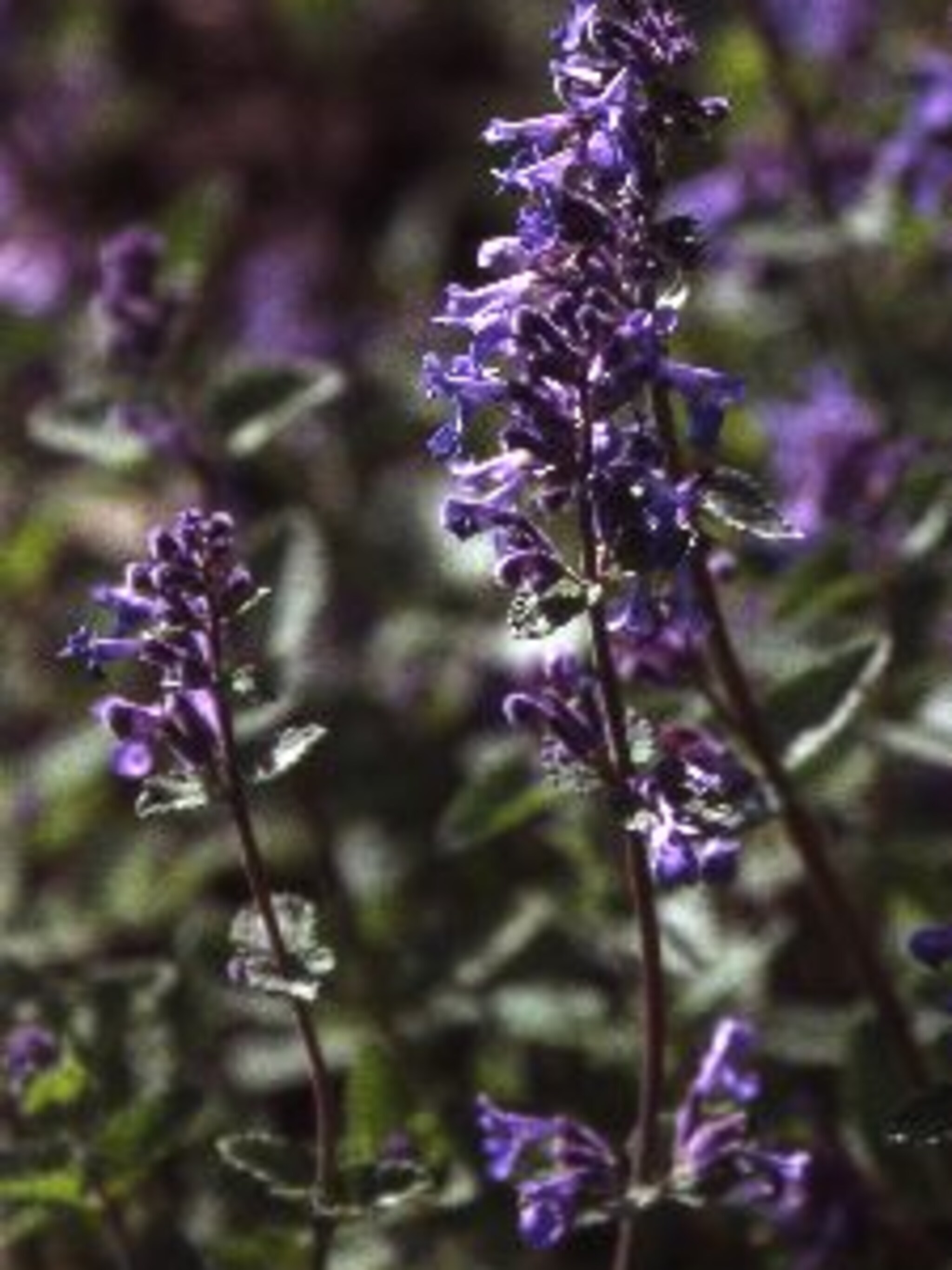kattenkruid nepeta faassenii