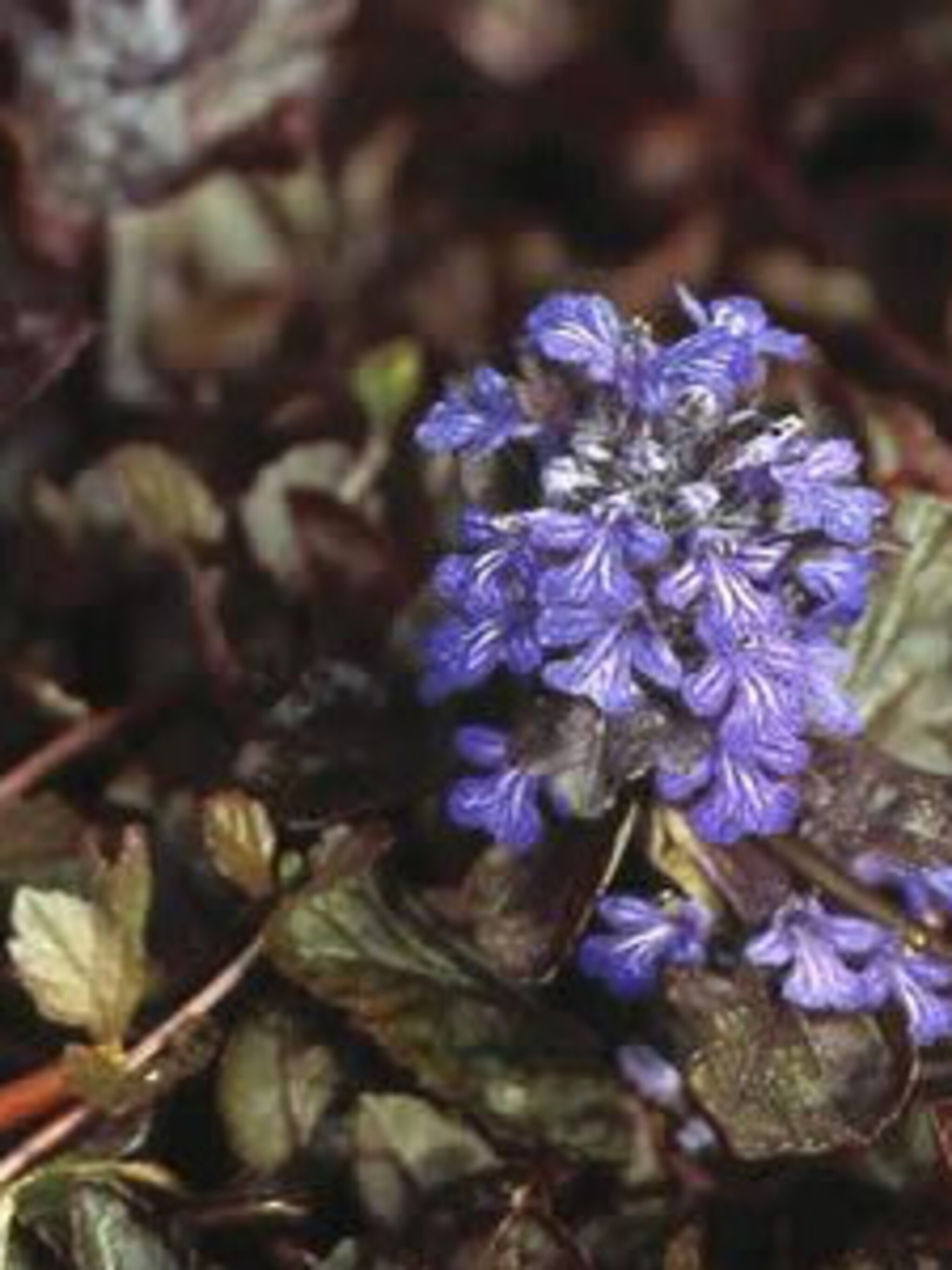 kruipend zenegroen atropurpurea