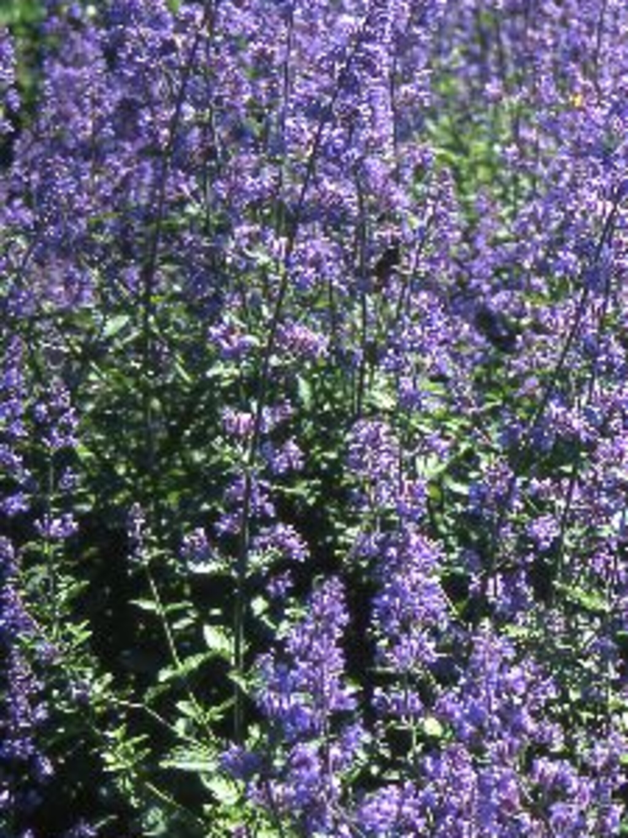 kattenkruid nepeta mussinii