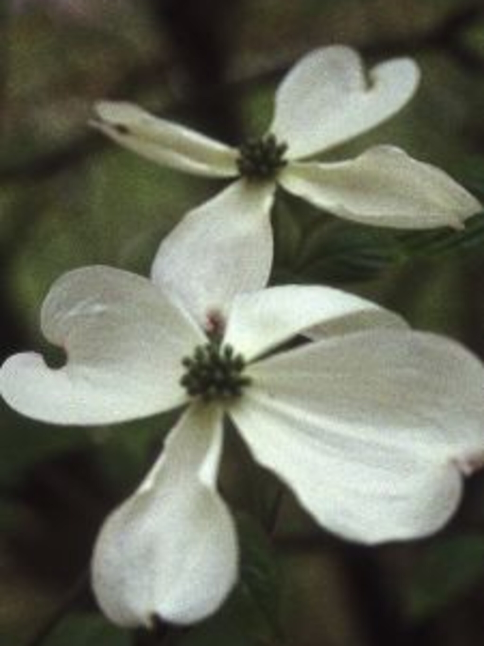 kornoelje cornus florida