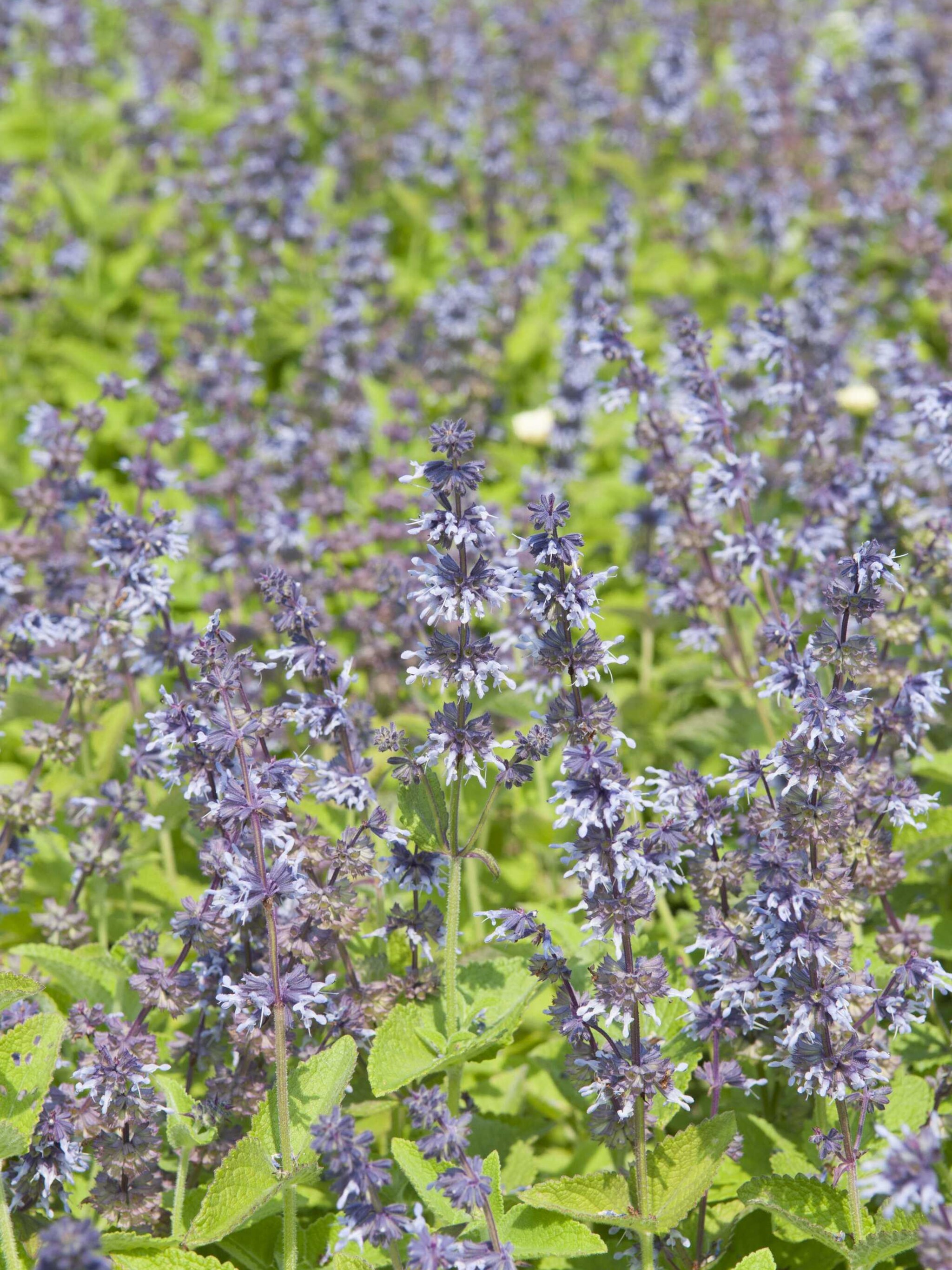 kranssalie salvia verticillata