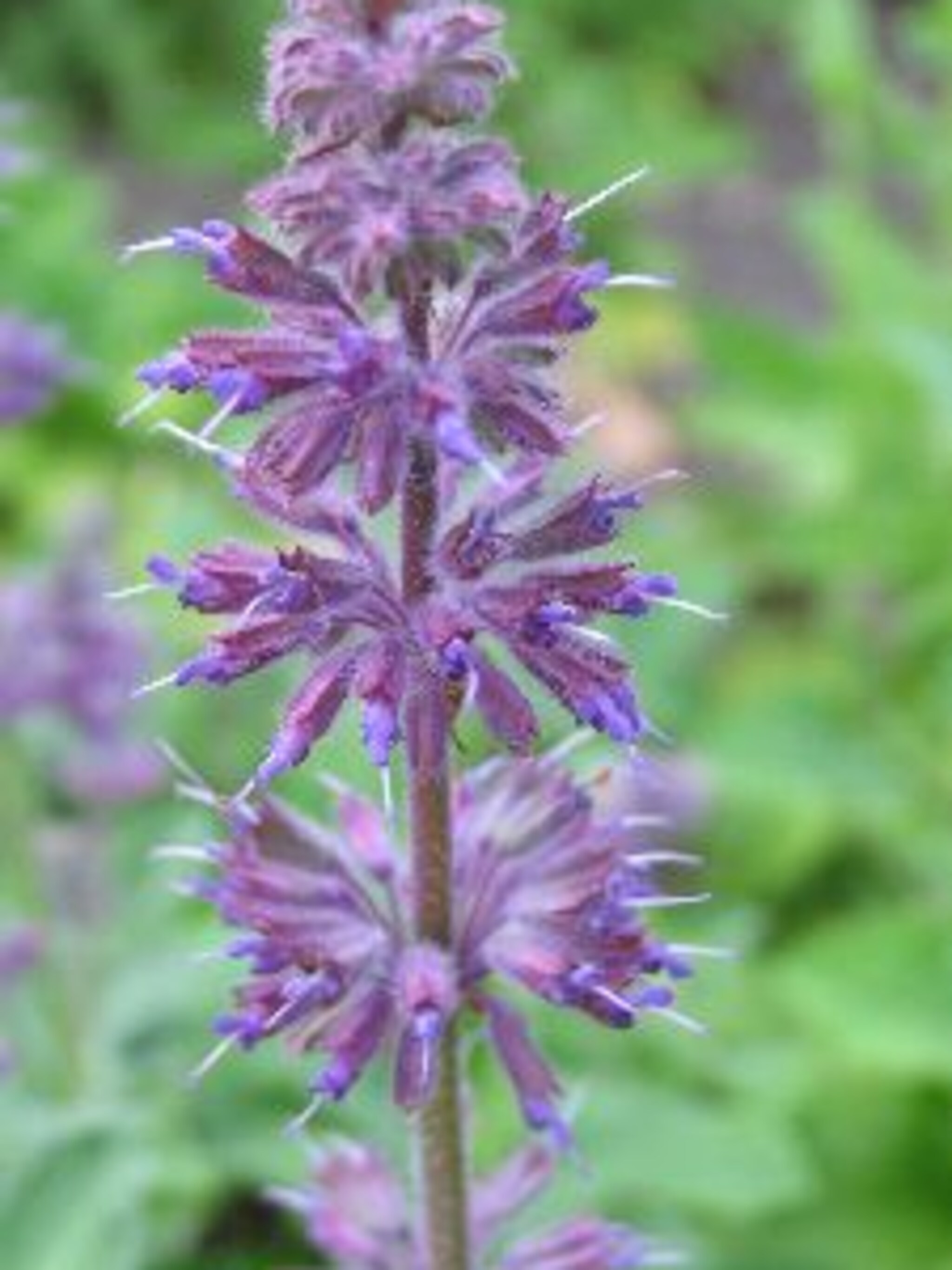kranssalie purple rain