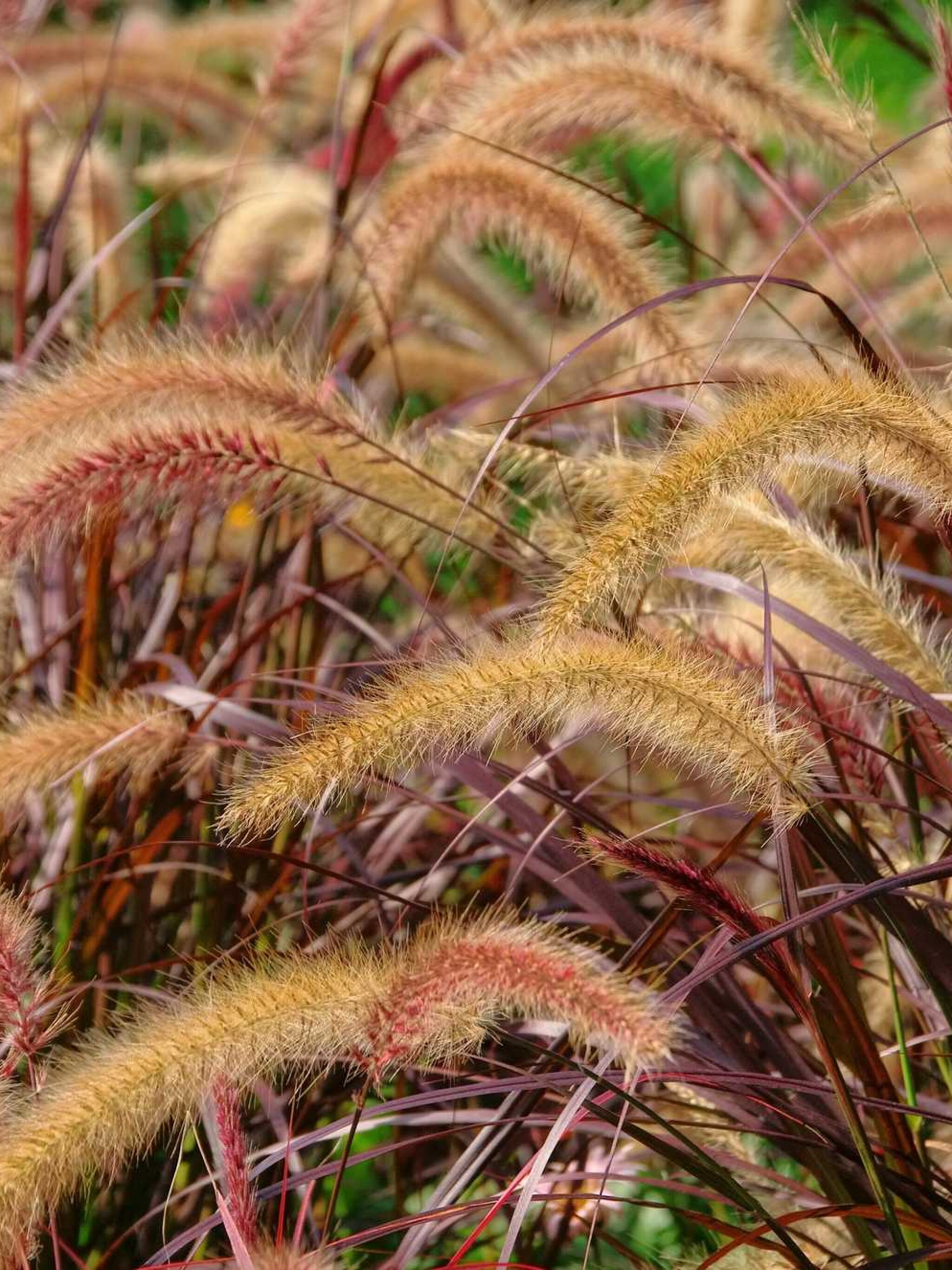 lampenpoetsergras rubrum