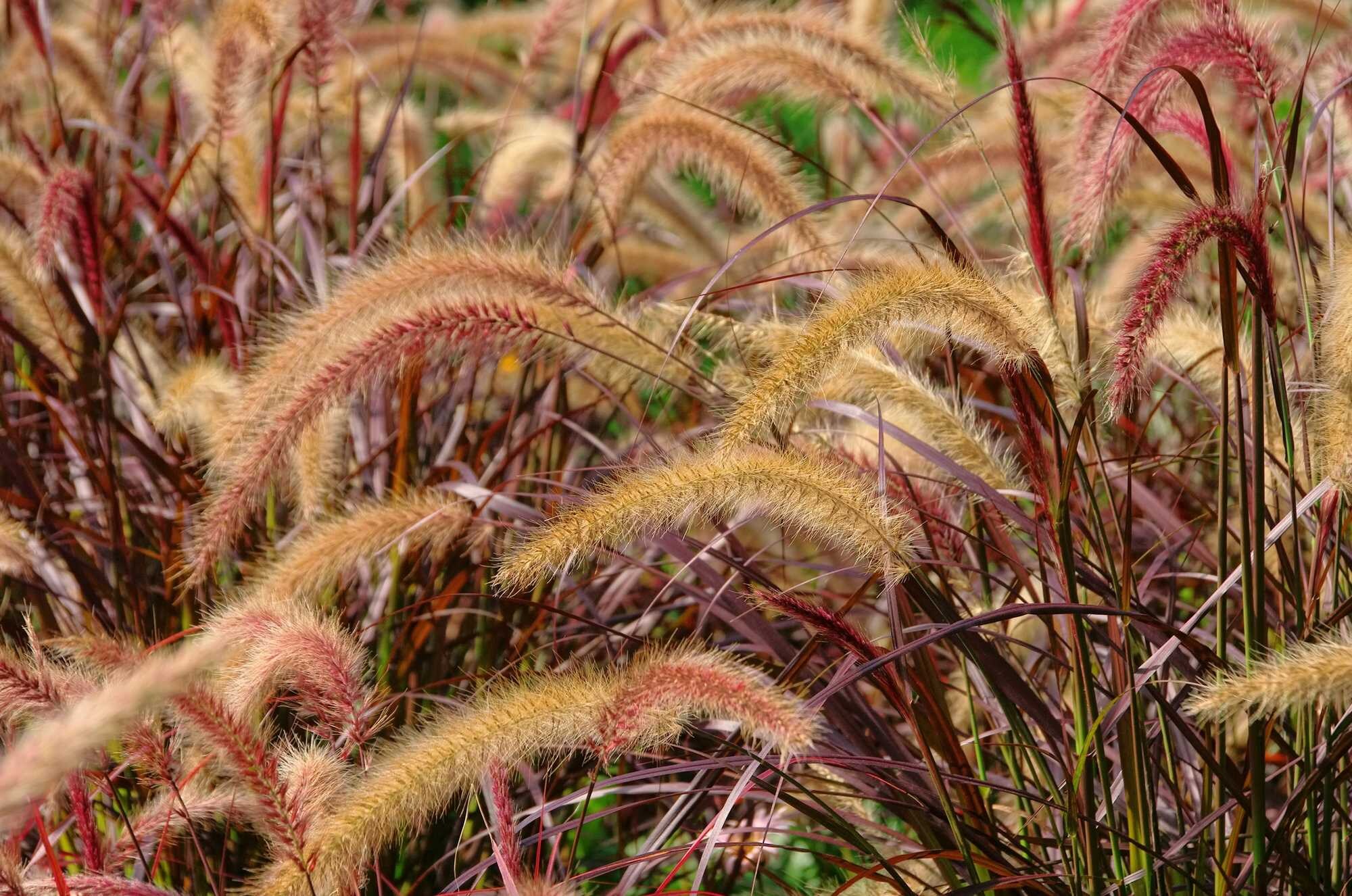 beeld vtwonen Shutterstock / LianeM