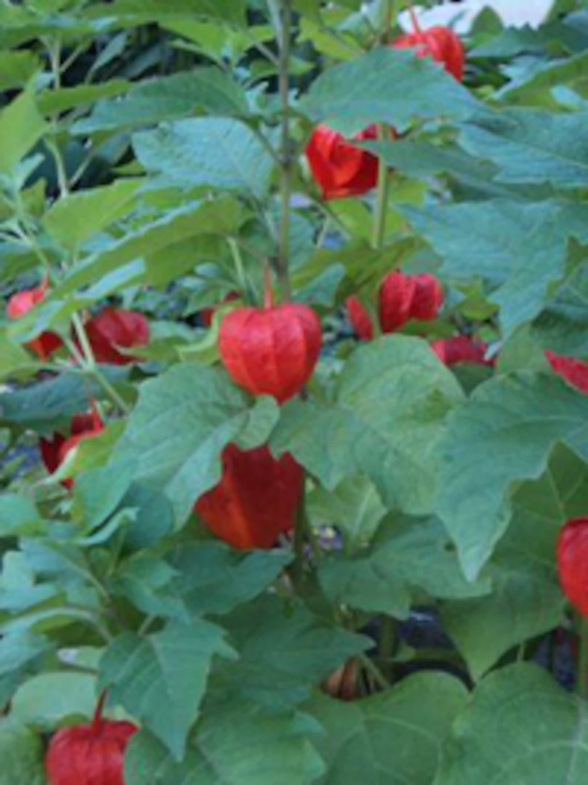 lampionplant