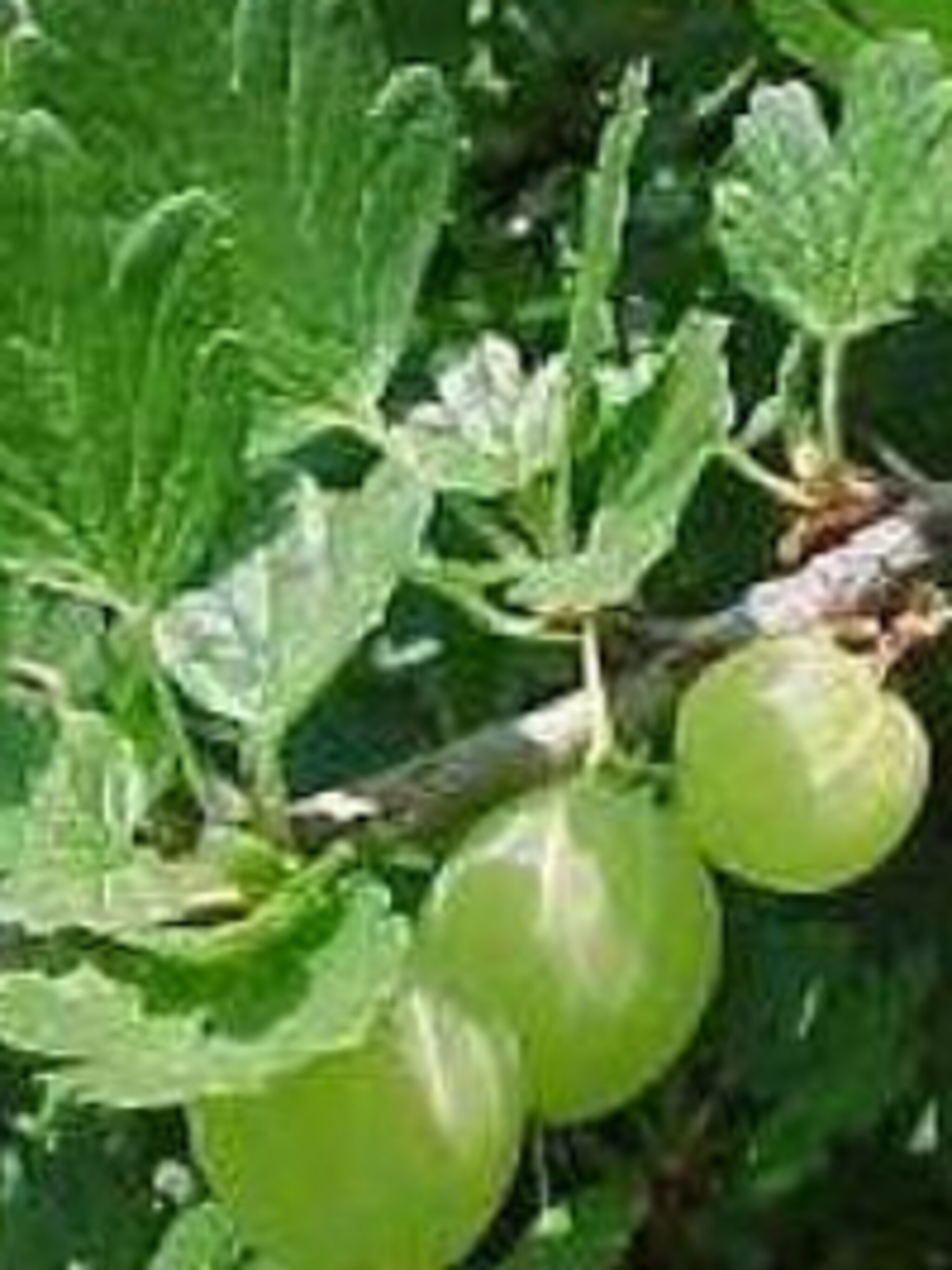 kruisbes