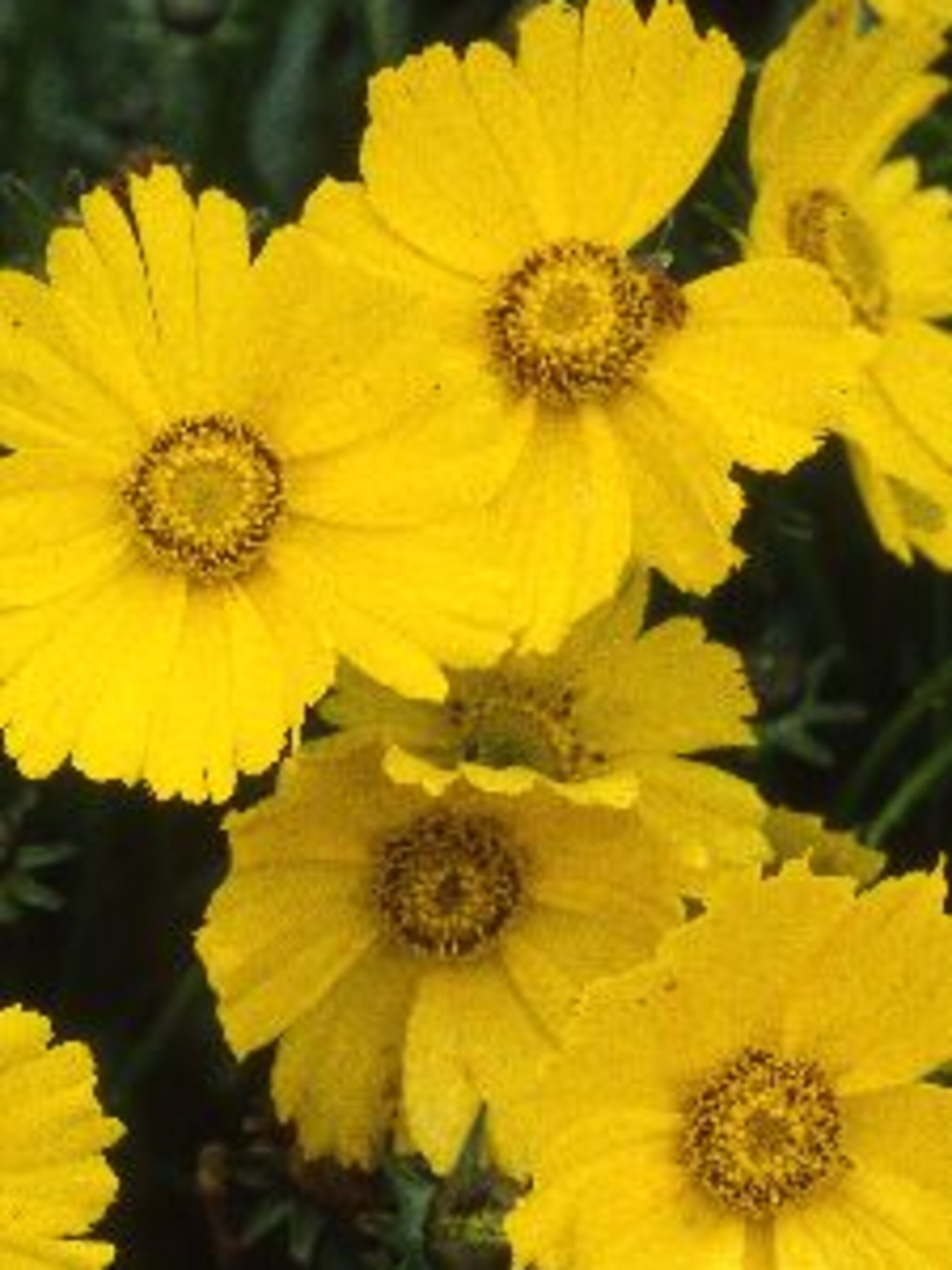 meisjesogen baby gold