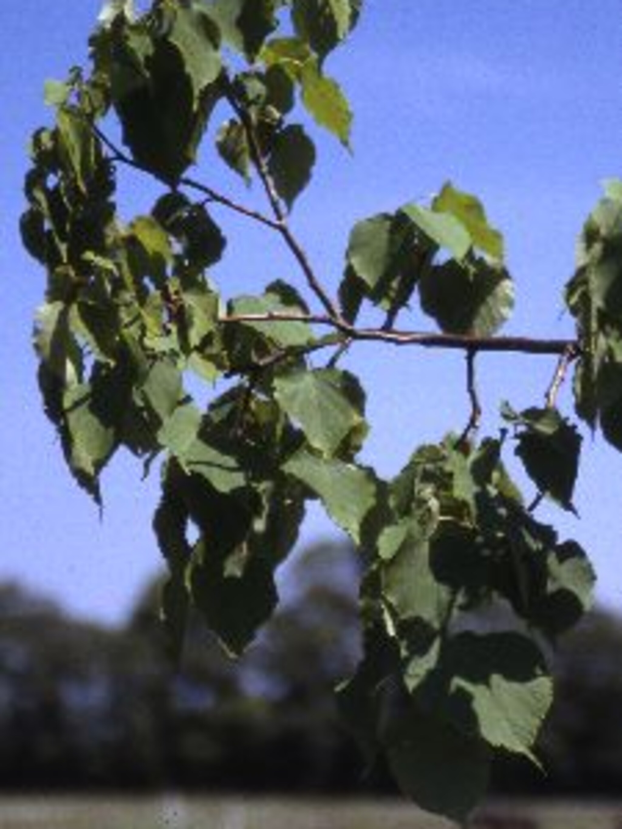 kleinbladige linde tilia cordata
