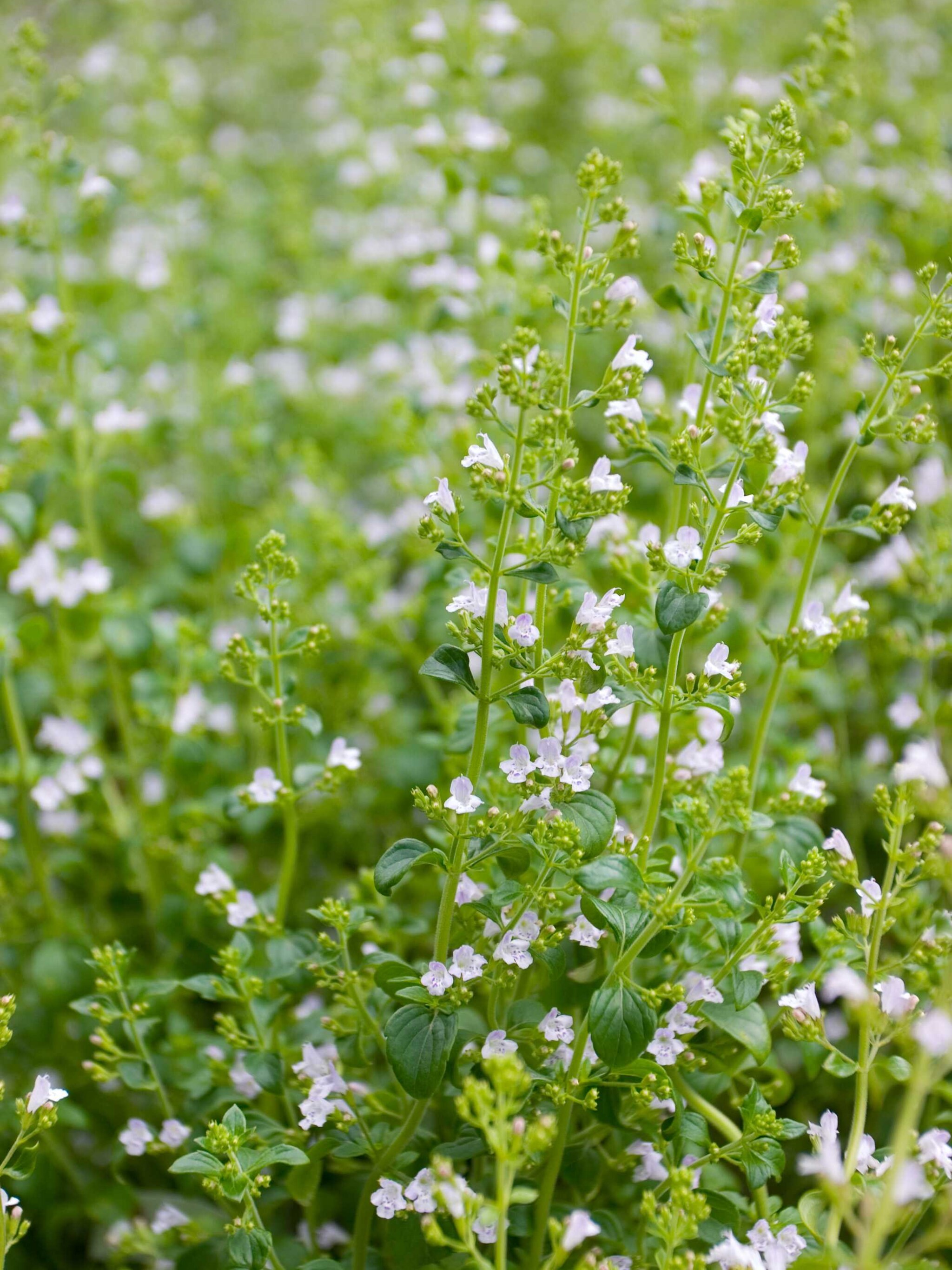 steentijm white cloud