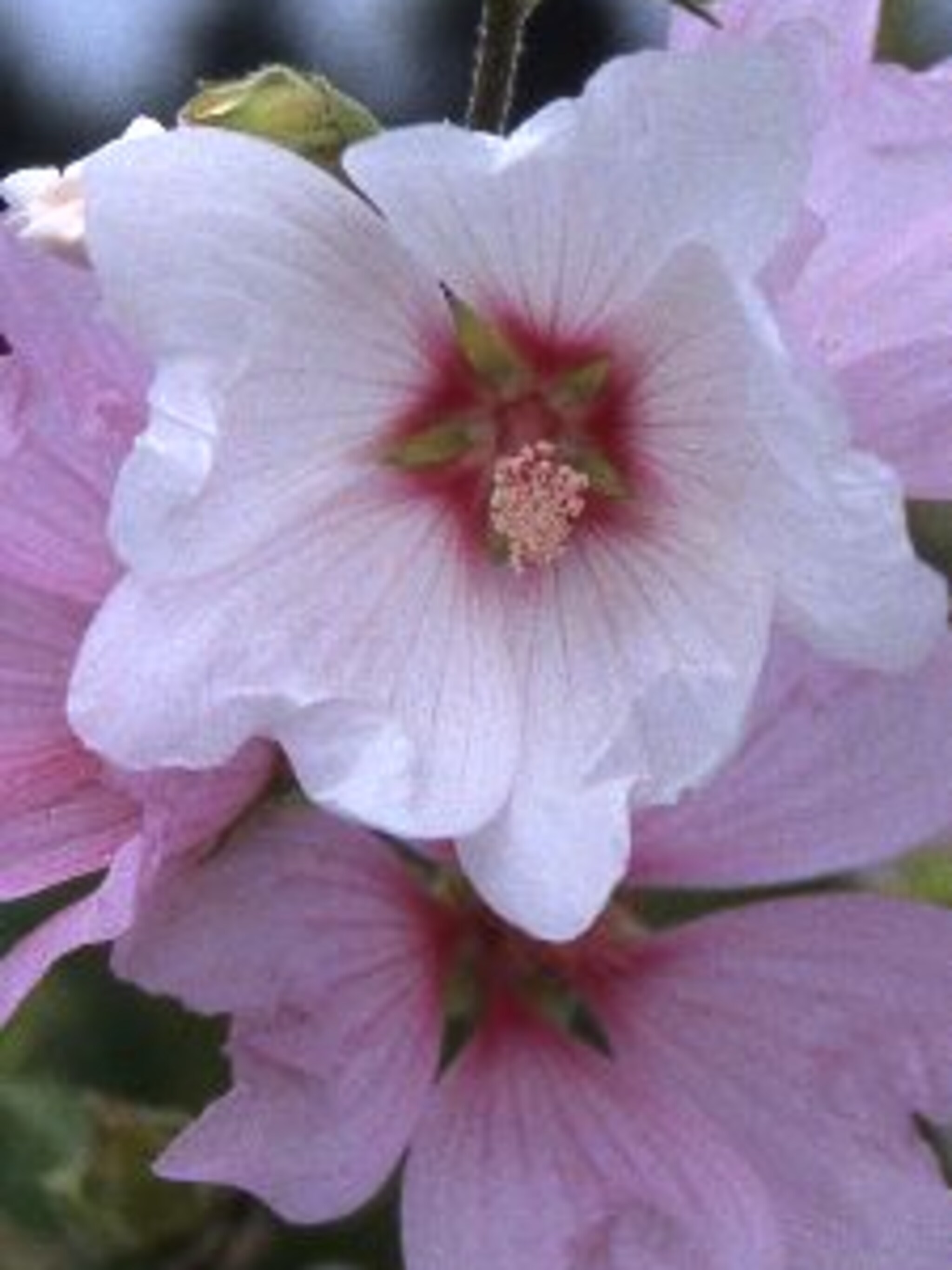 lavatera barnsley