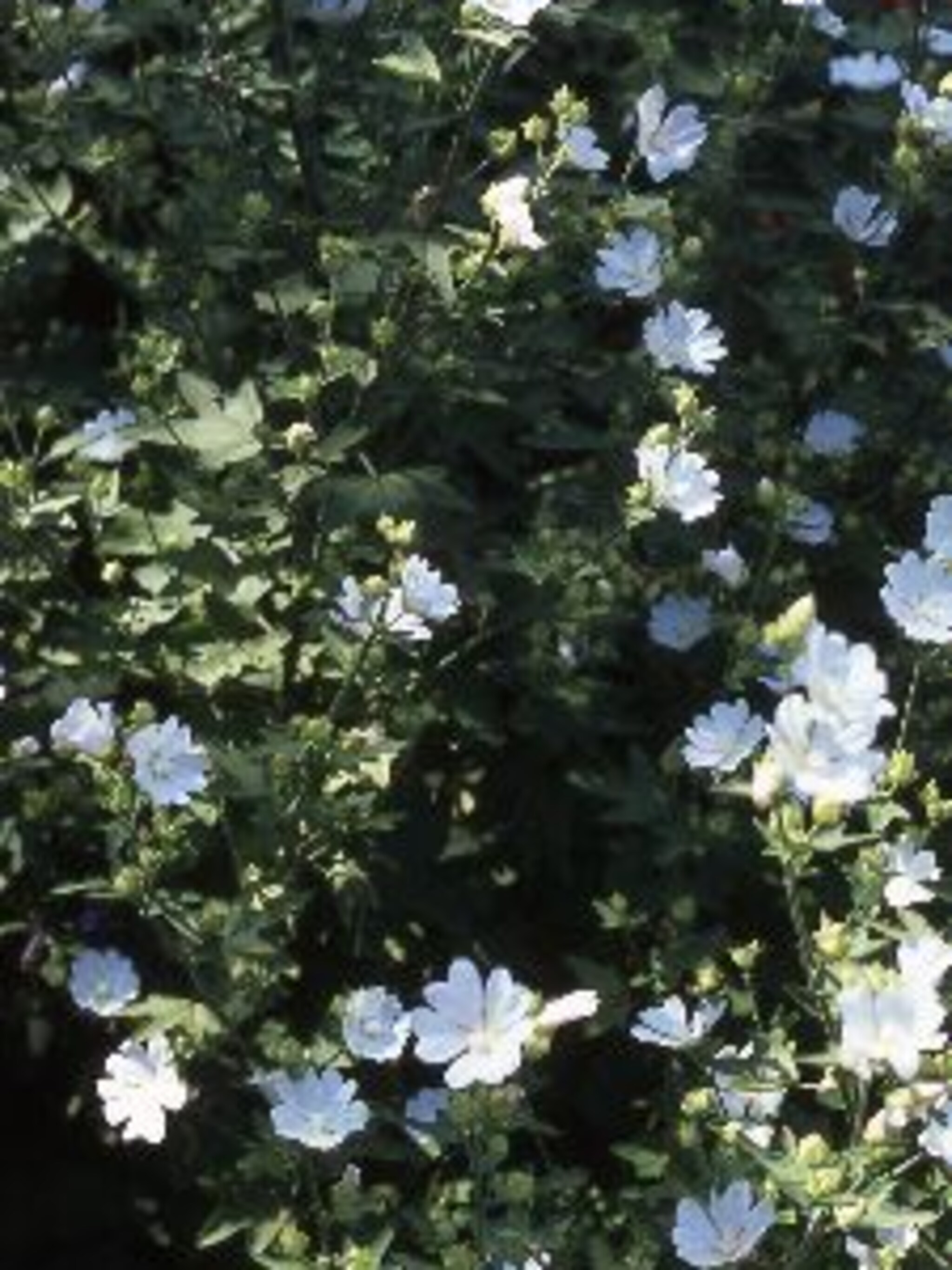 lavatera ice cool