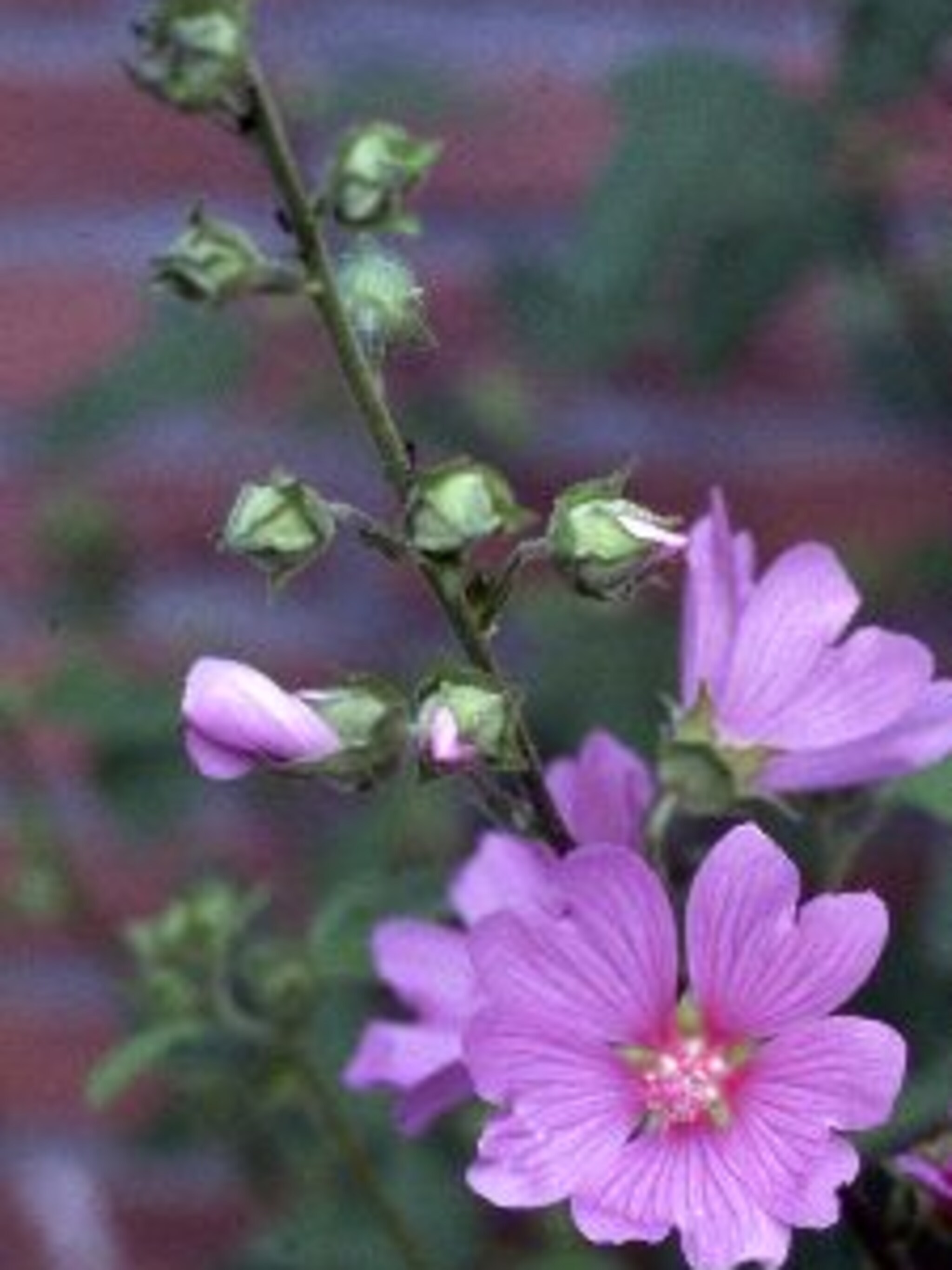lavatera rosea