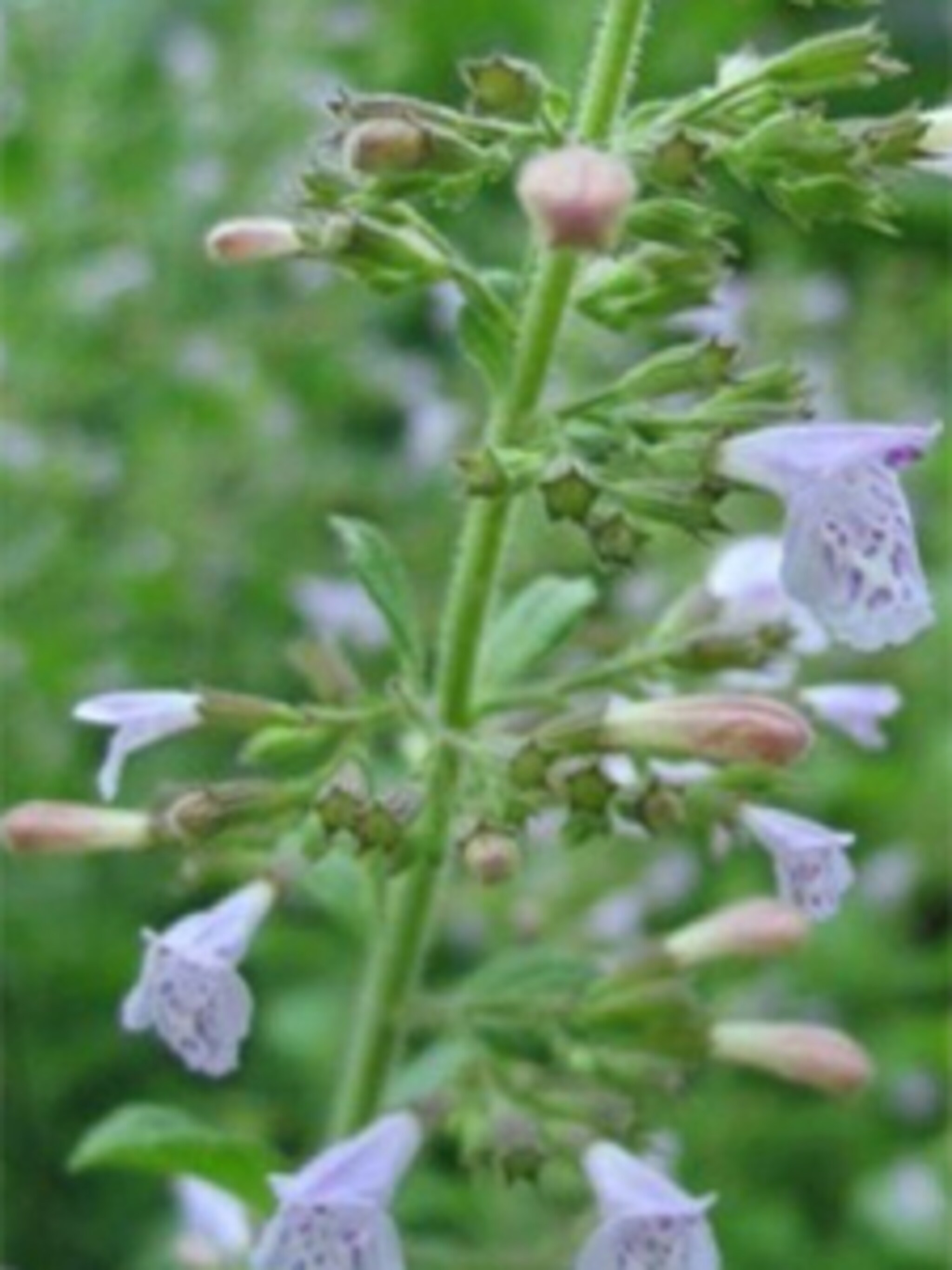 steentijm ssp nepeta