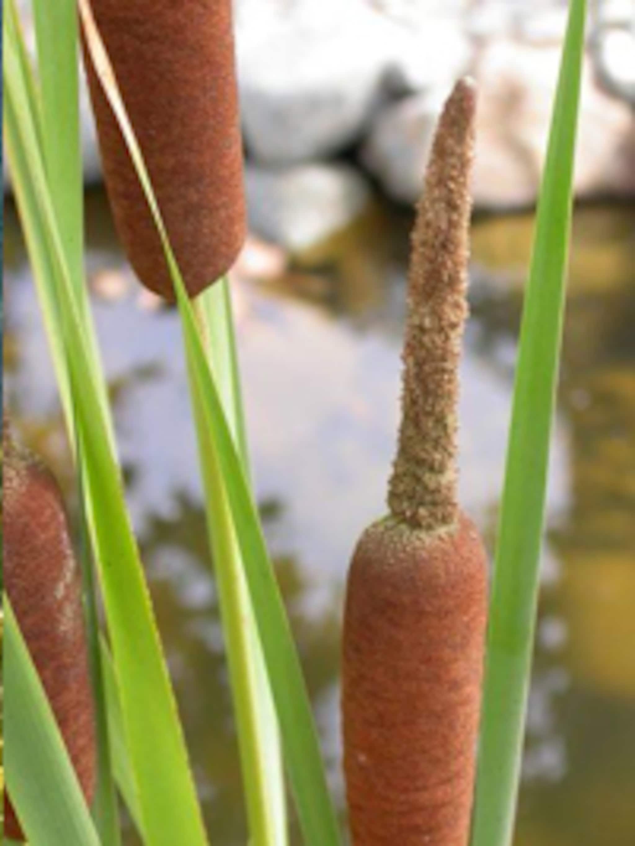 kleine lisdodde