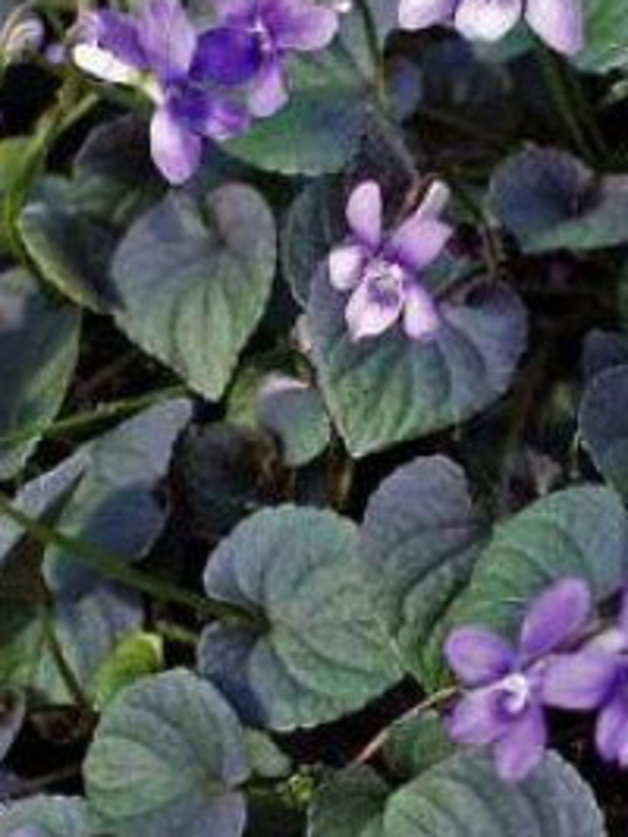 labradorviooltje viola labradorica