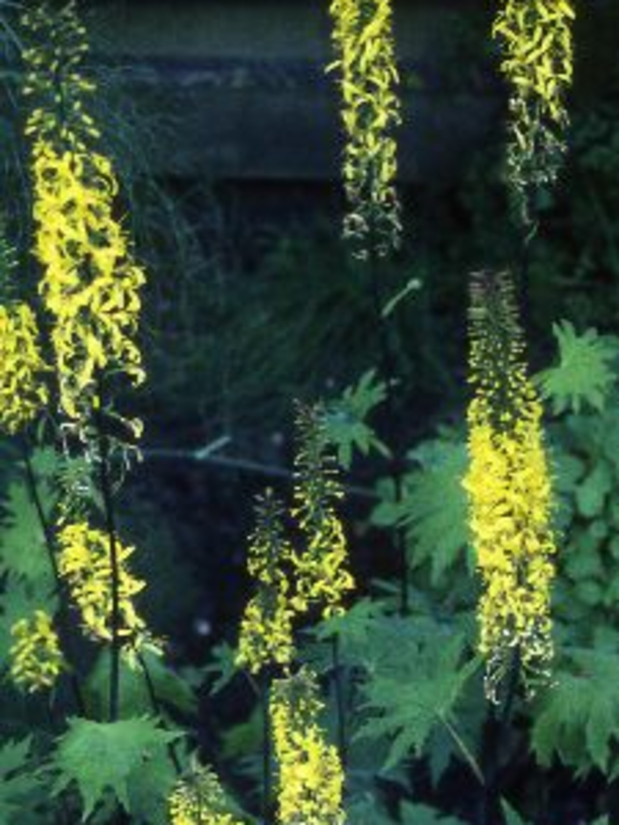kruiskruid ligularia przewalskii