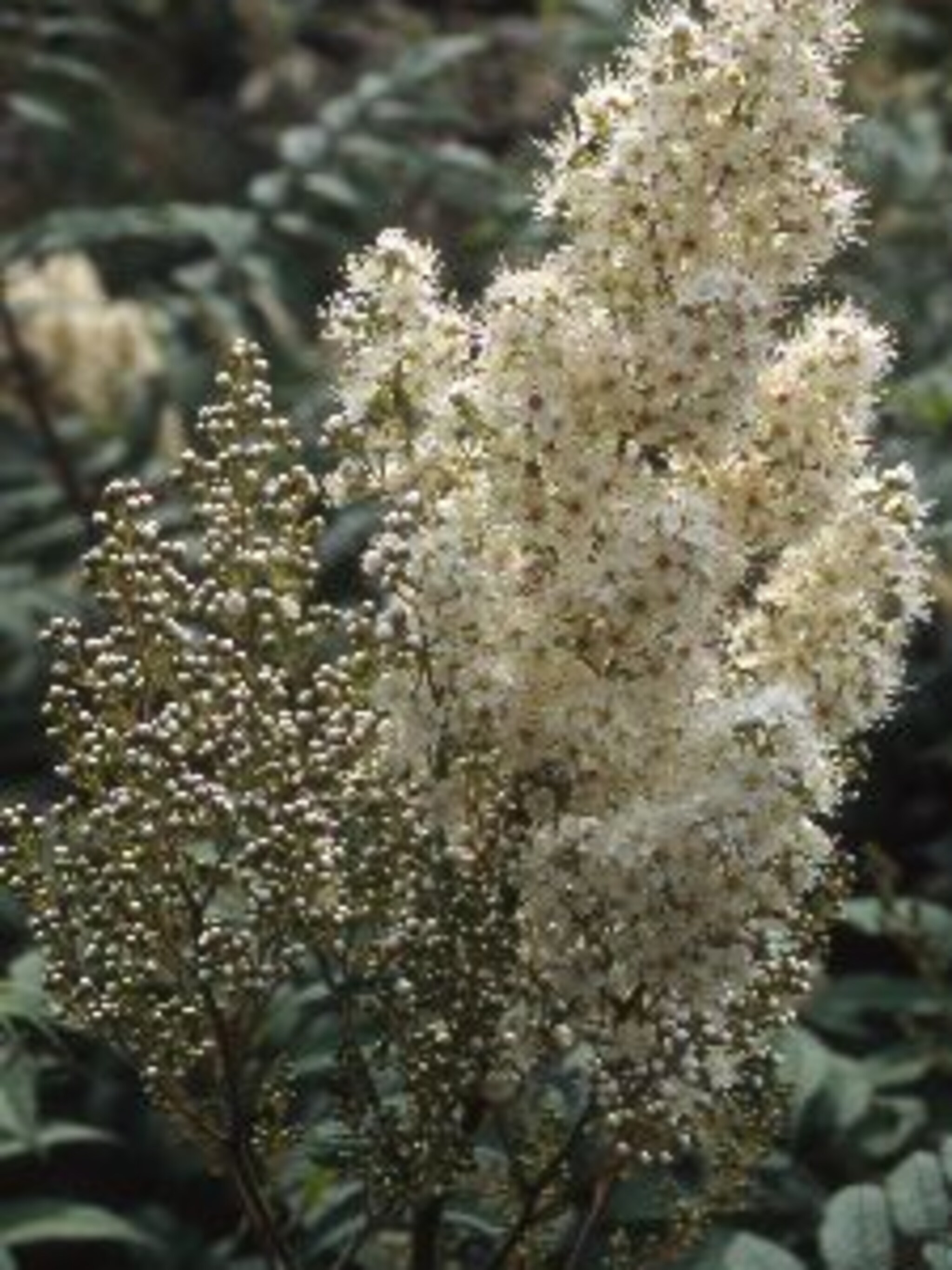 lijsterbesspirea